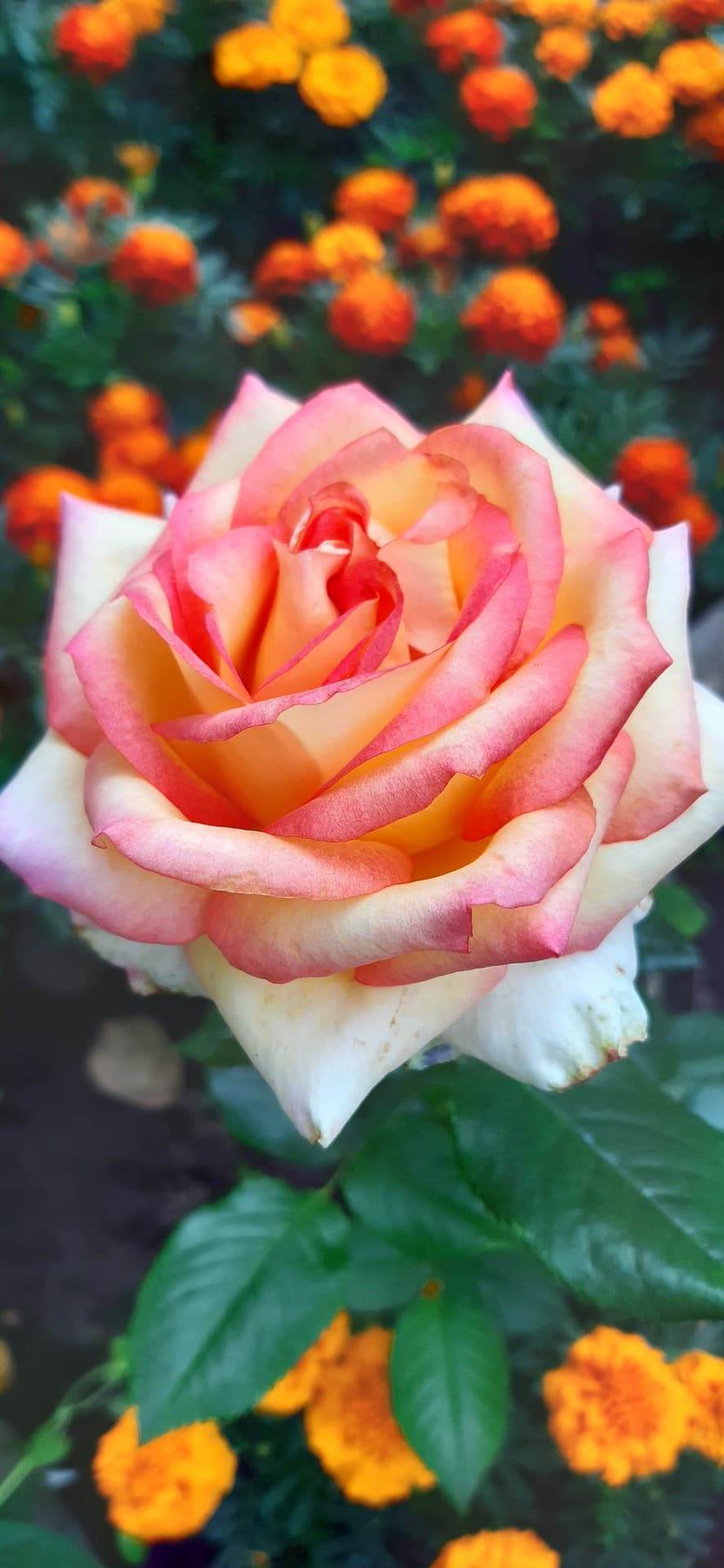 rose