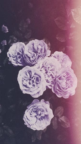 Rose❤