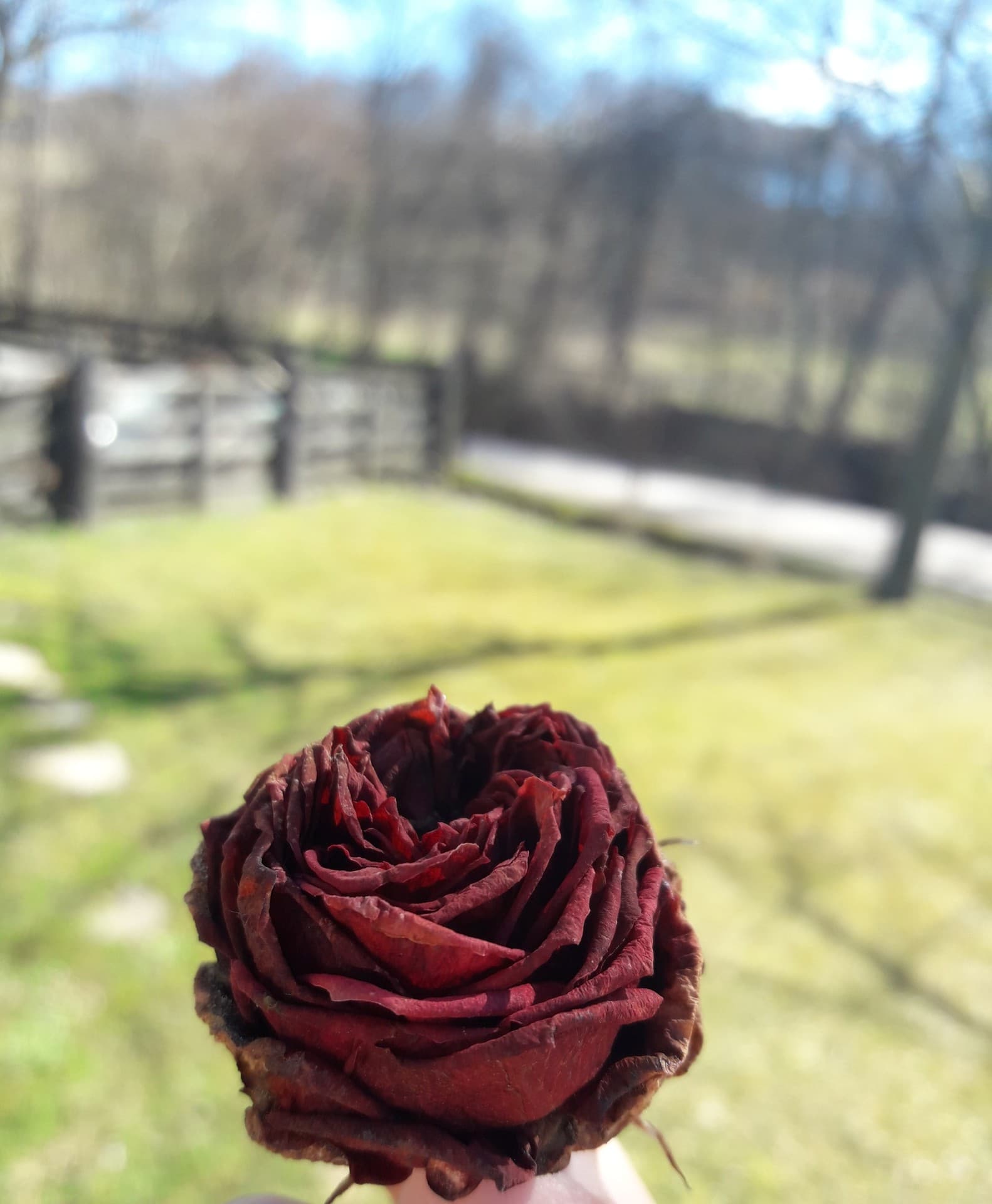 Dry Rose