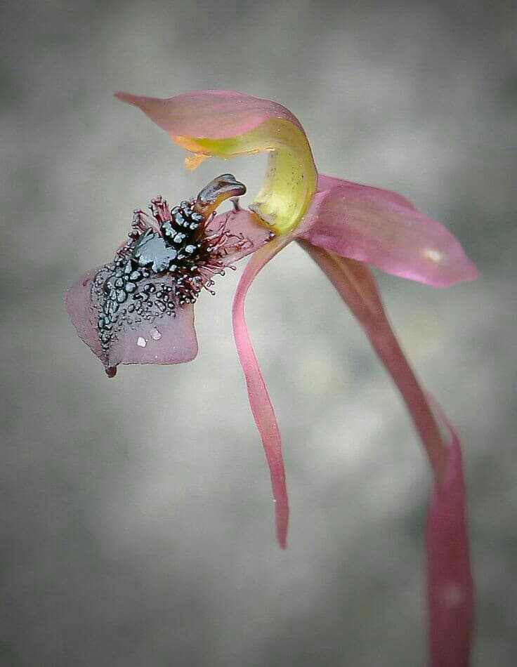 Orchid