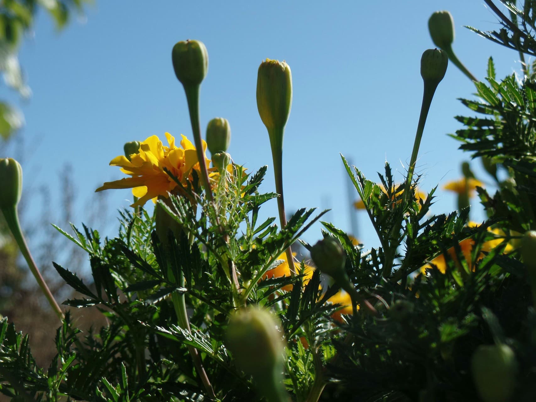 Early Fall Flowers