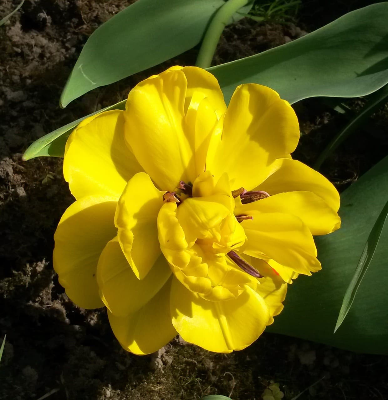 tulip