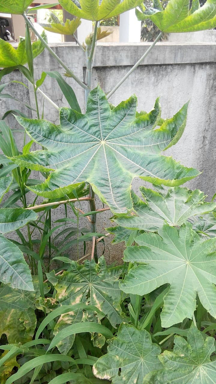 the leaf