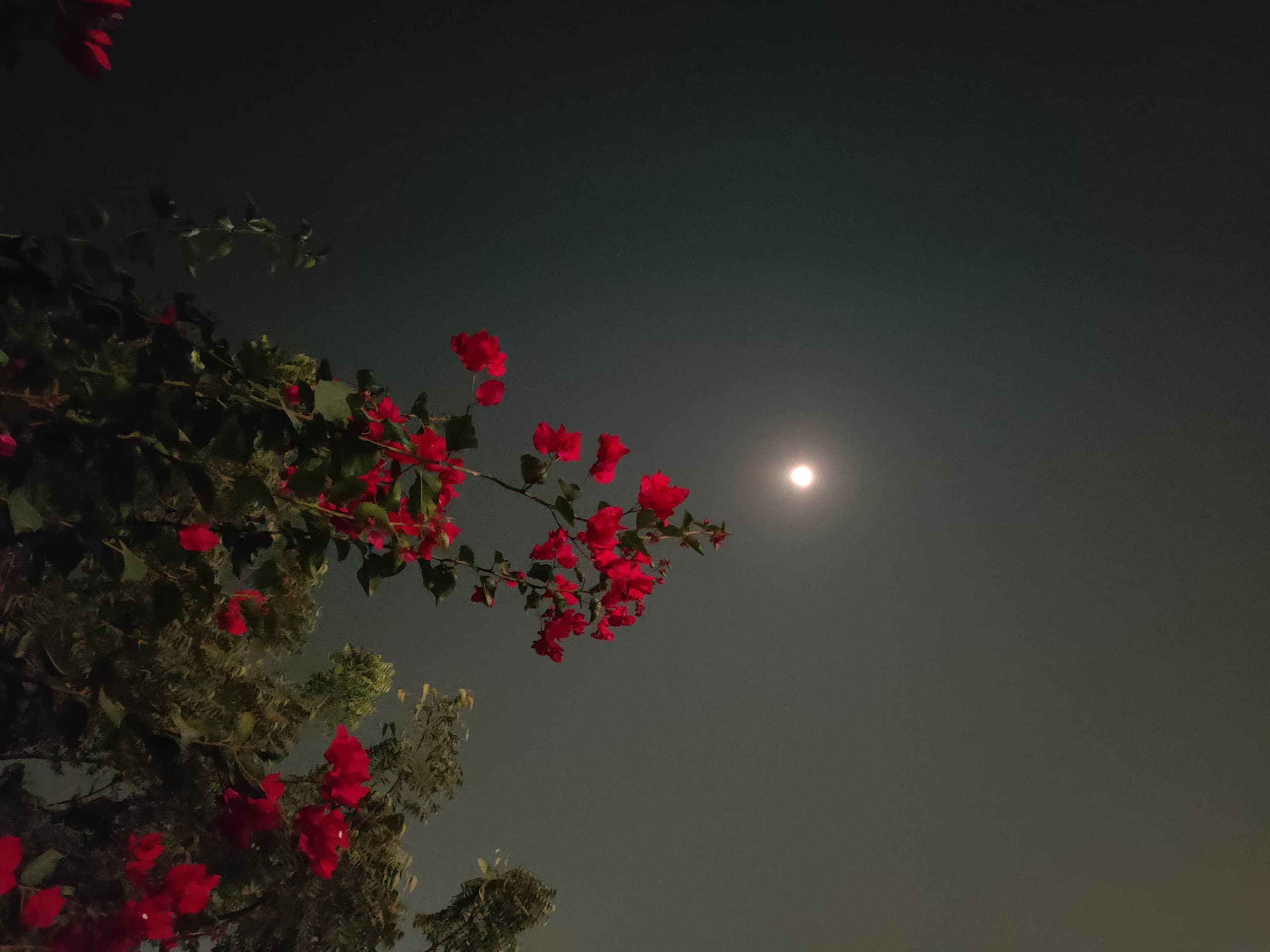 Romantic Nights ✨