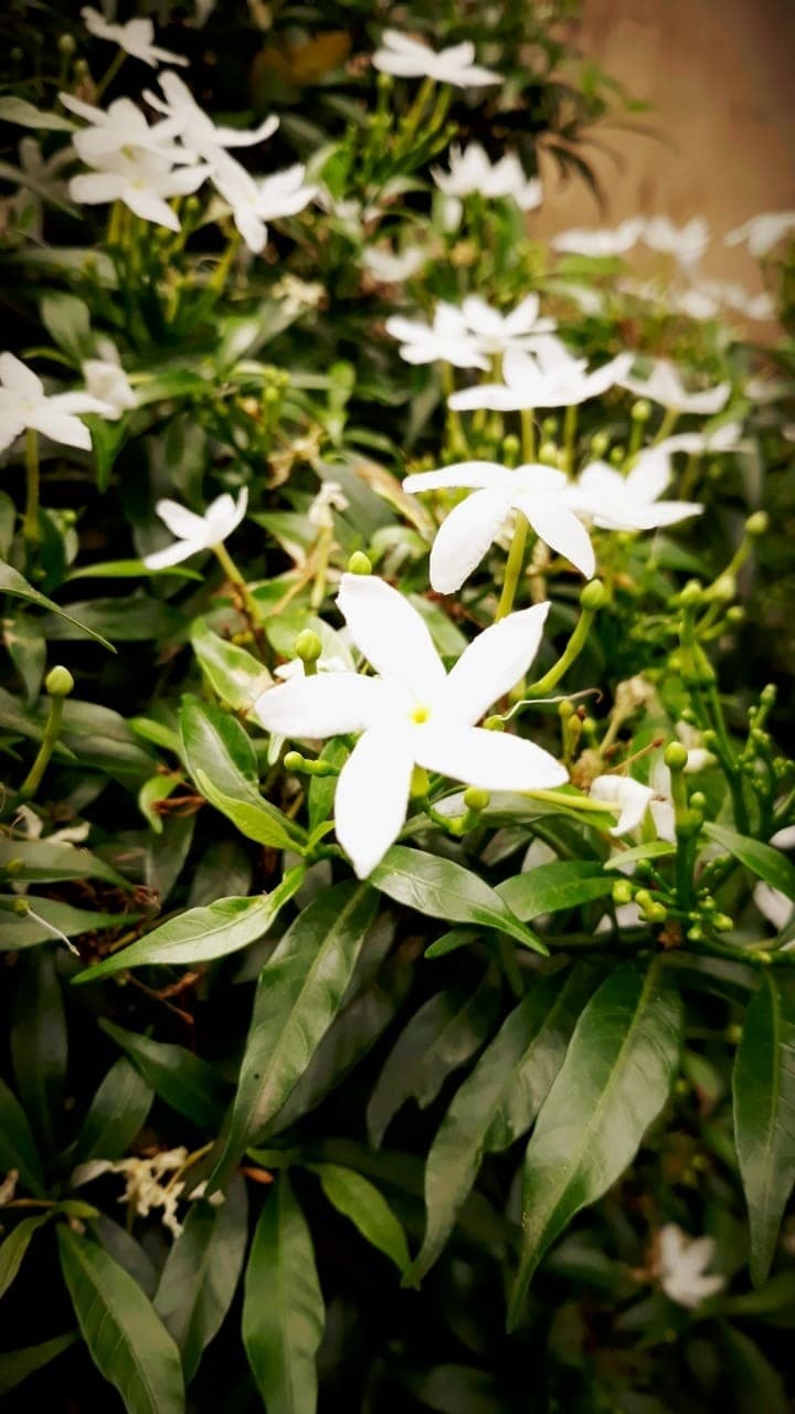 flower