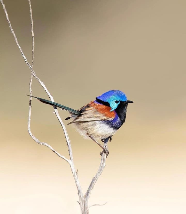 Bird