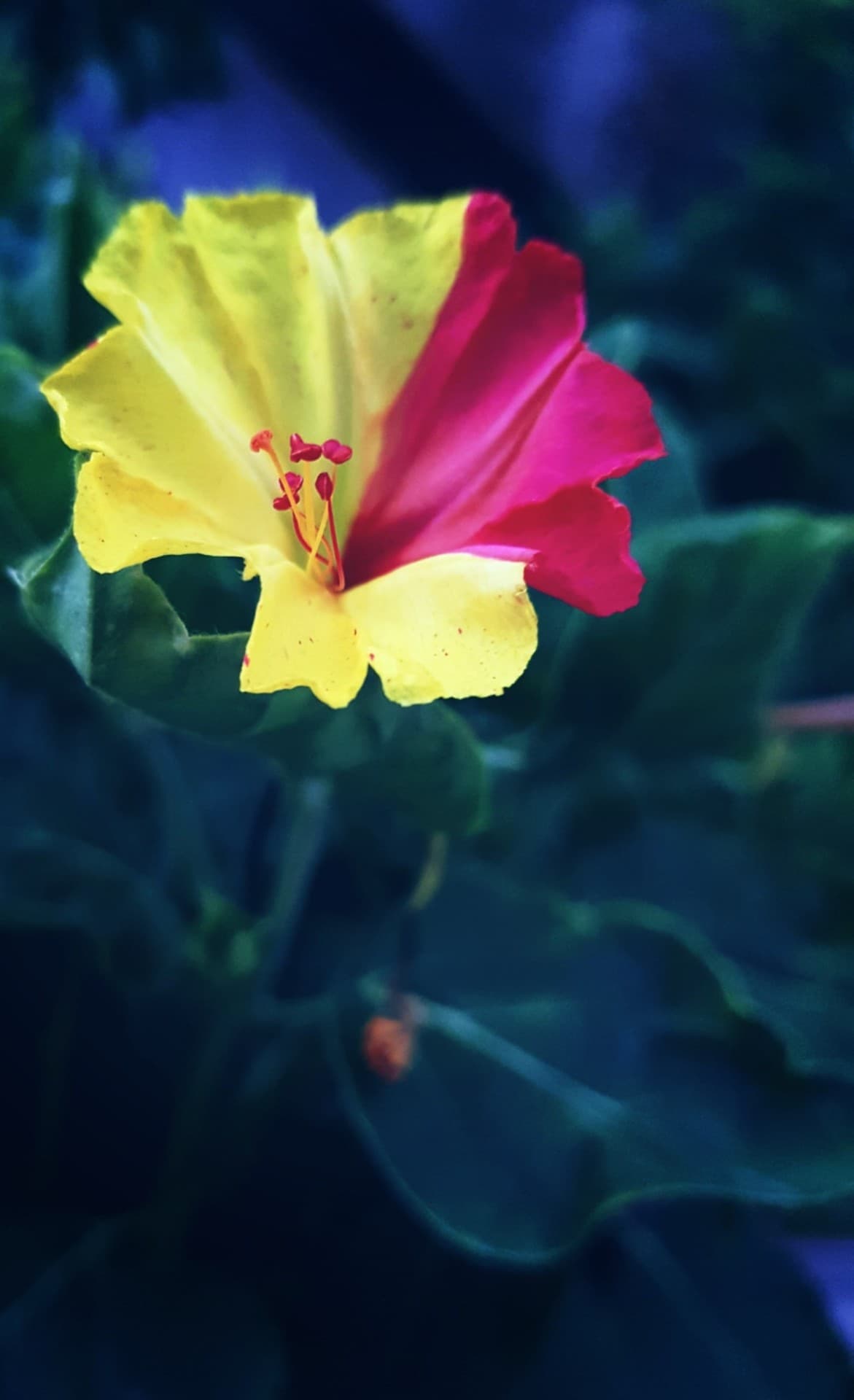 hybrid flower
