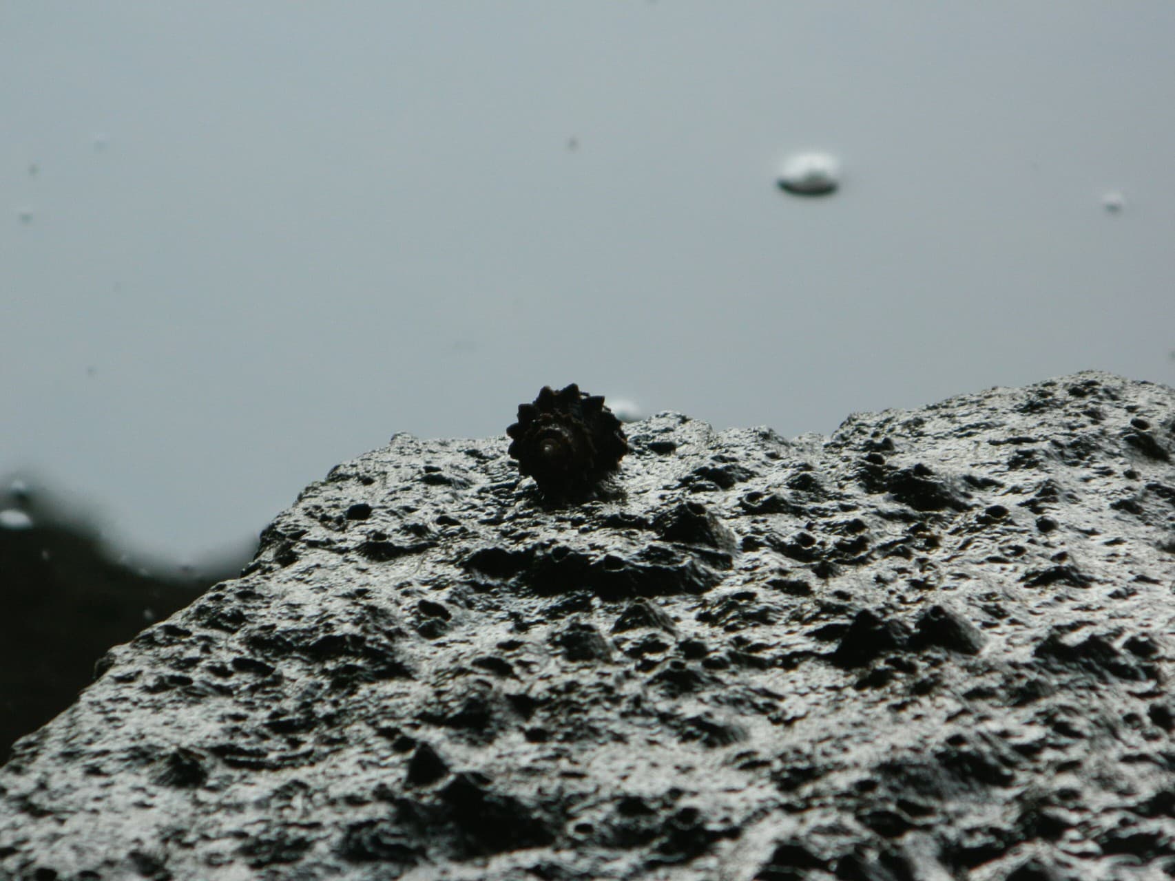 sea shell 2