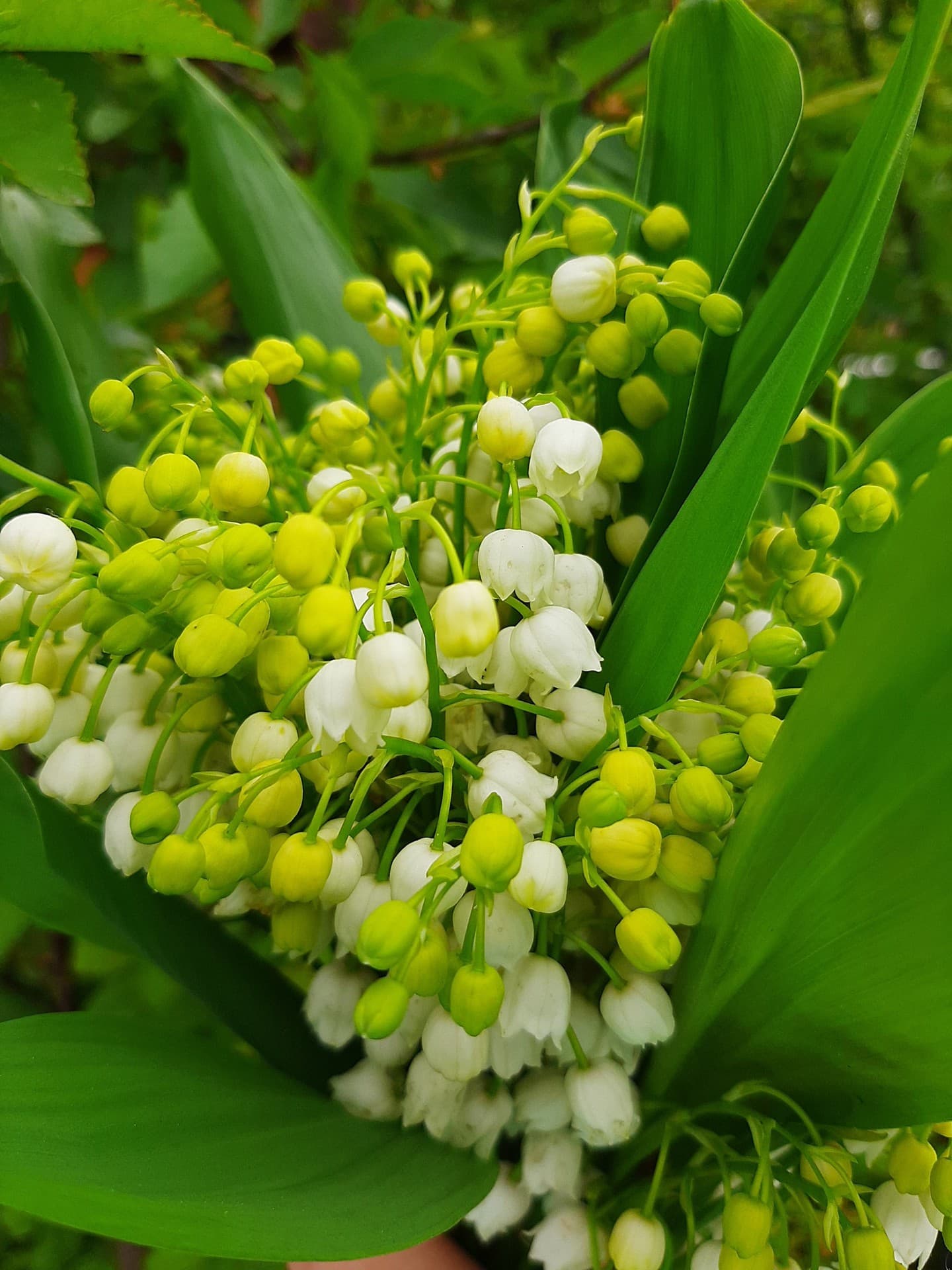 lilies of the valley
