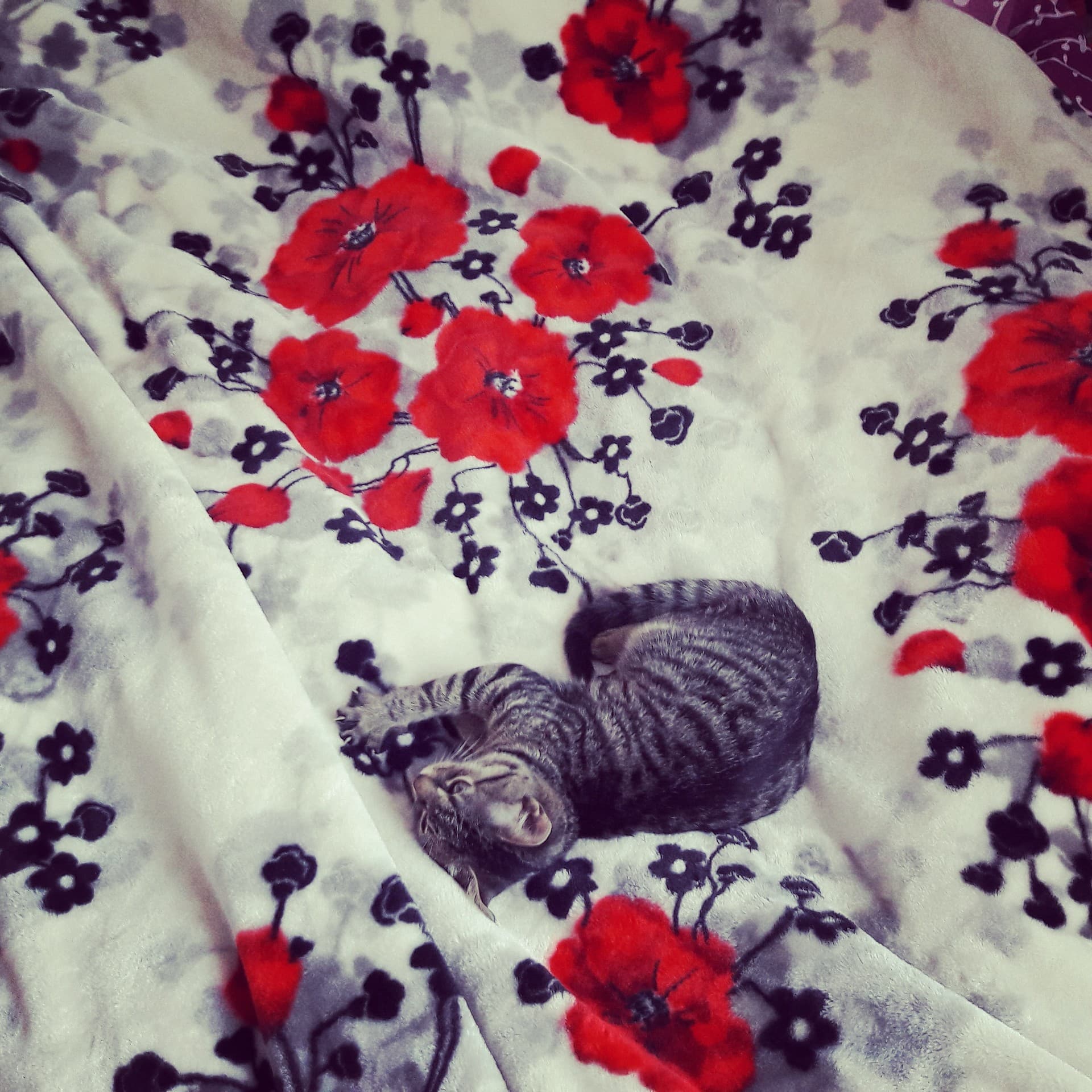 My cat
