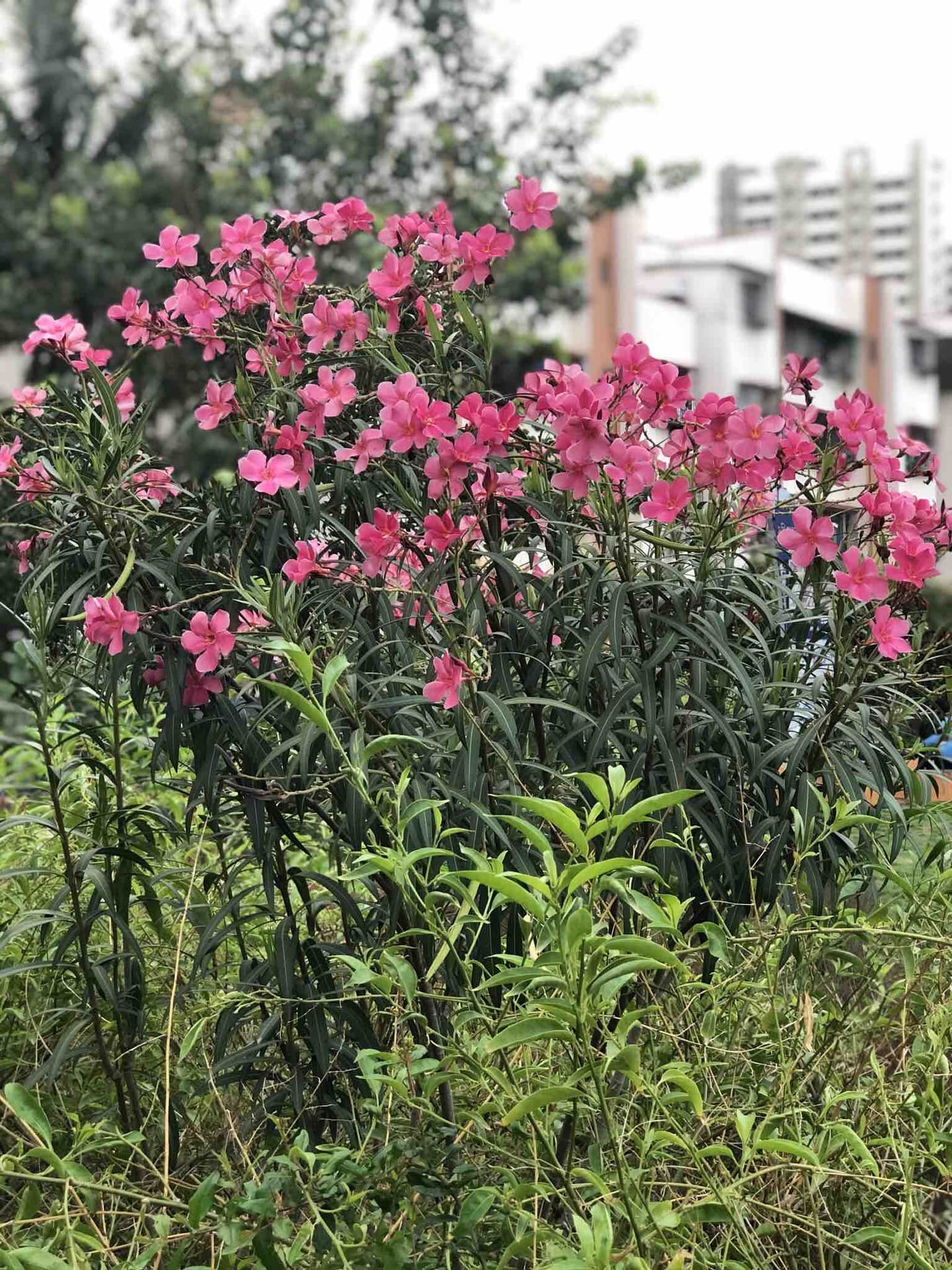 flowers