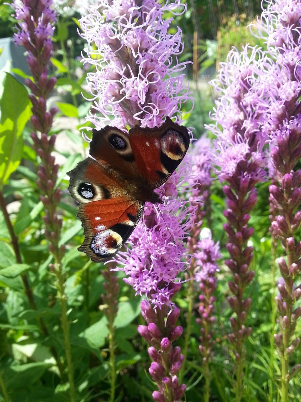 Butterfly #4