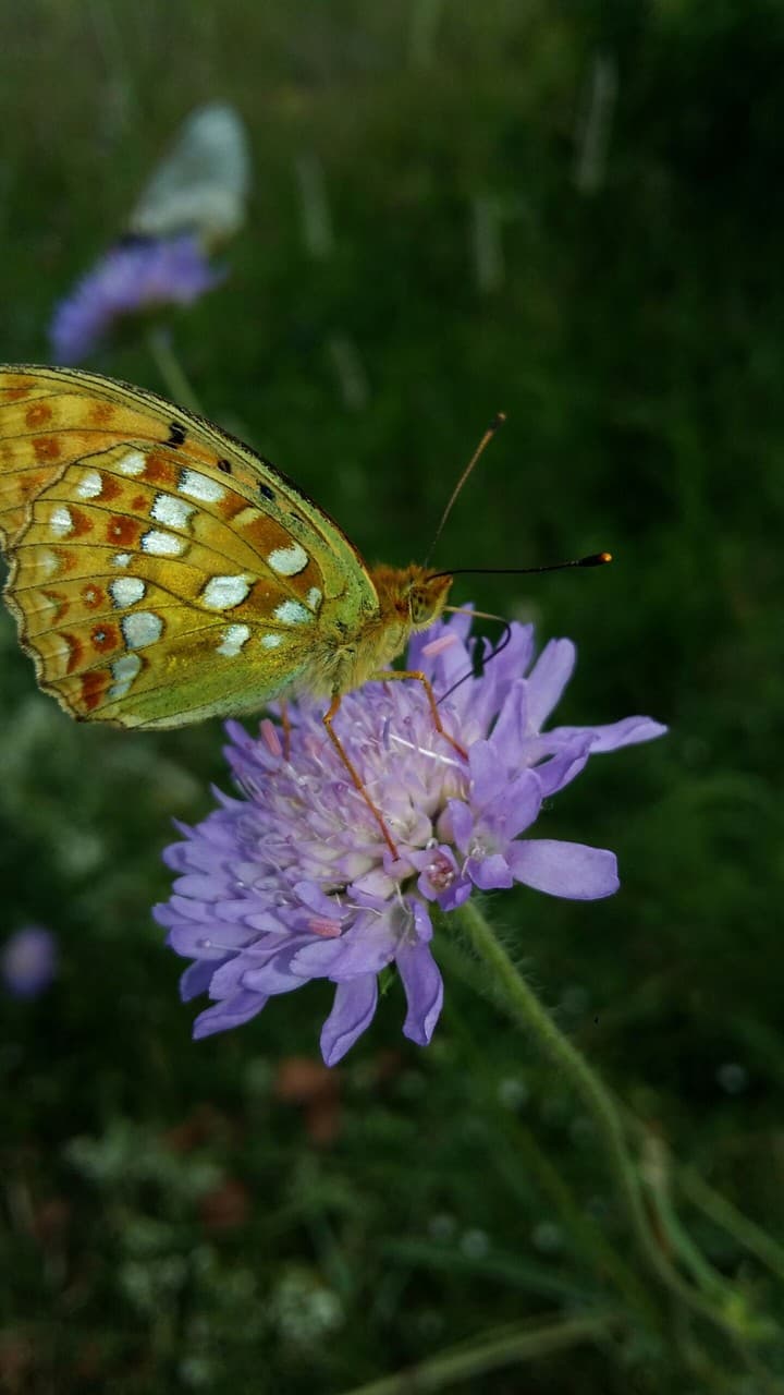 butterfly