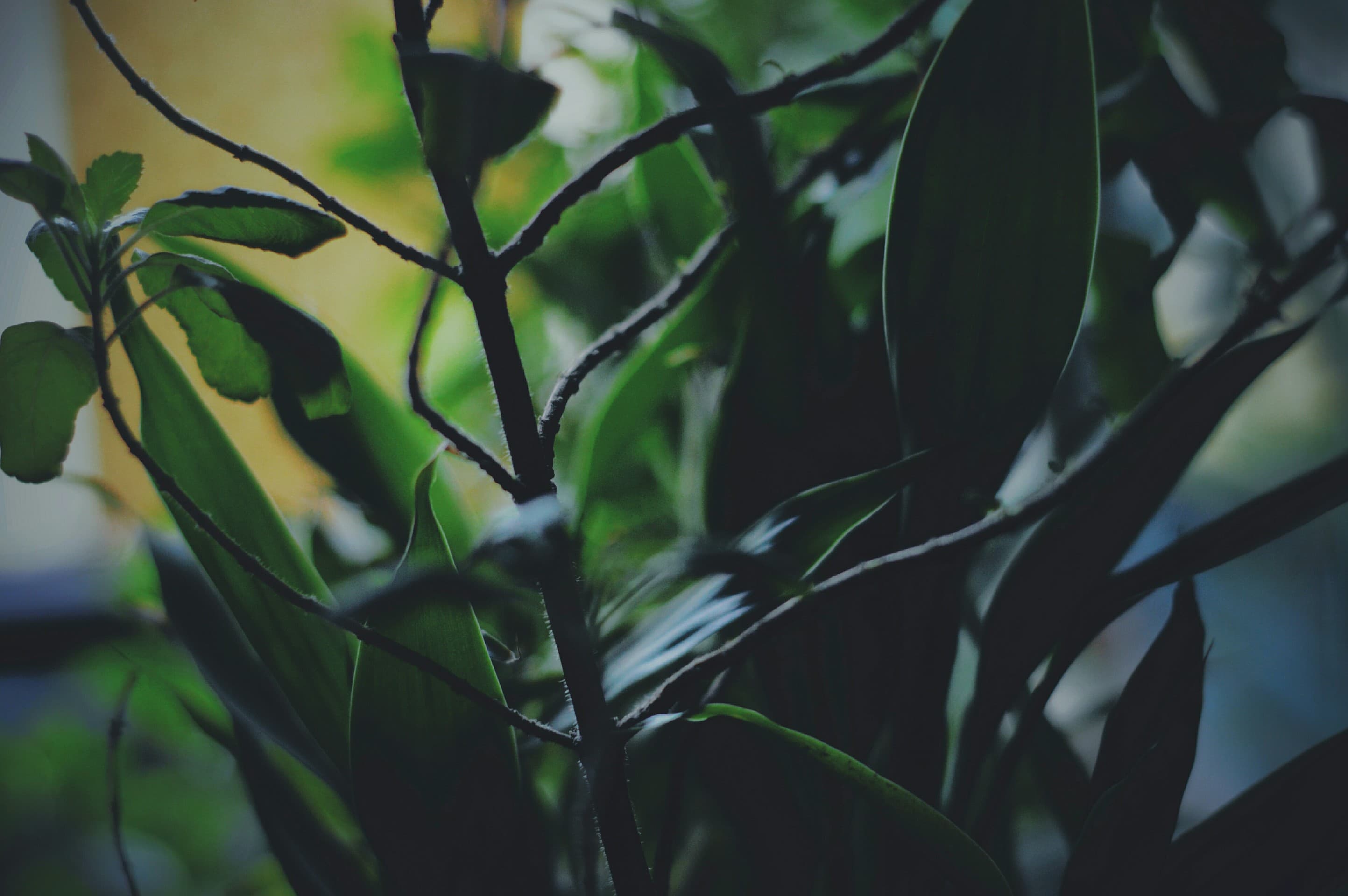 nature