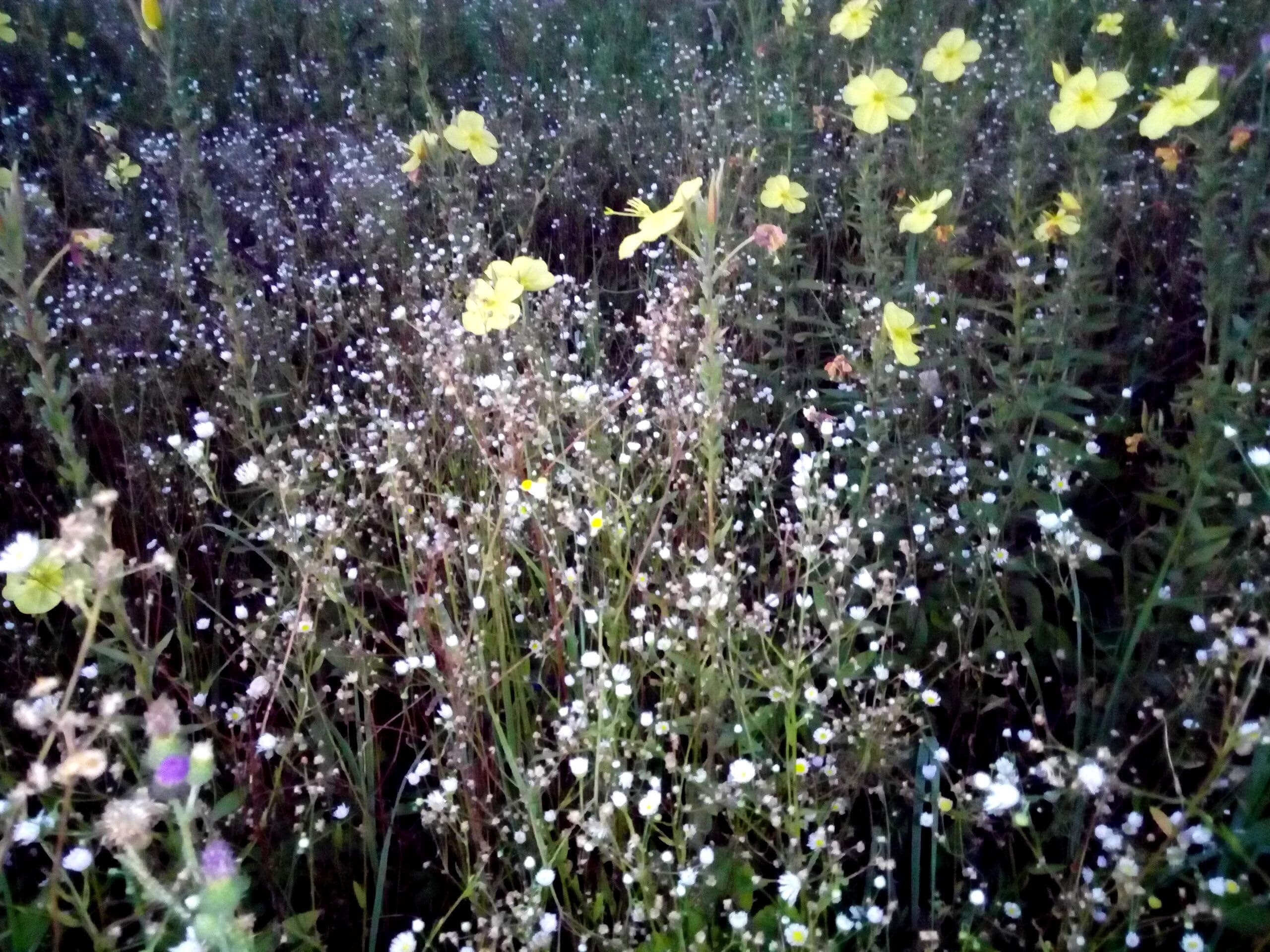 Flora 