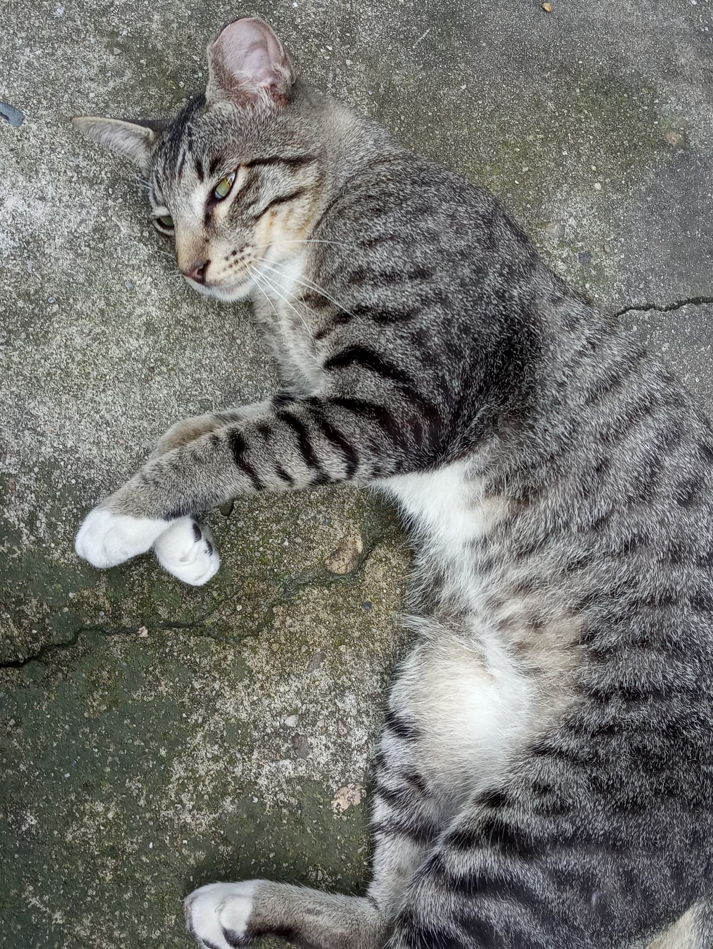 a cat