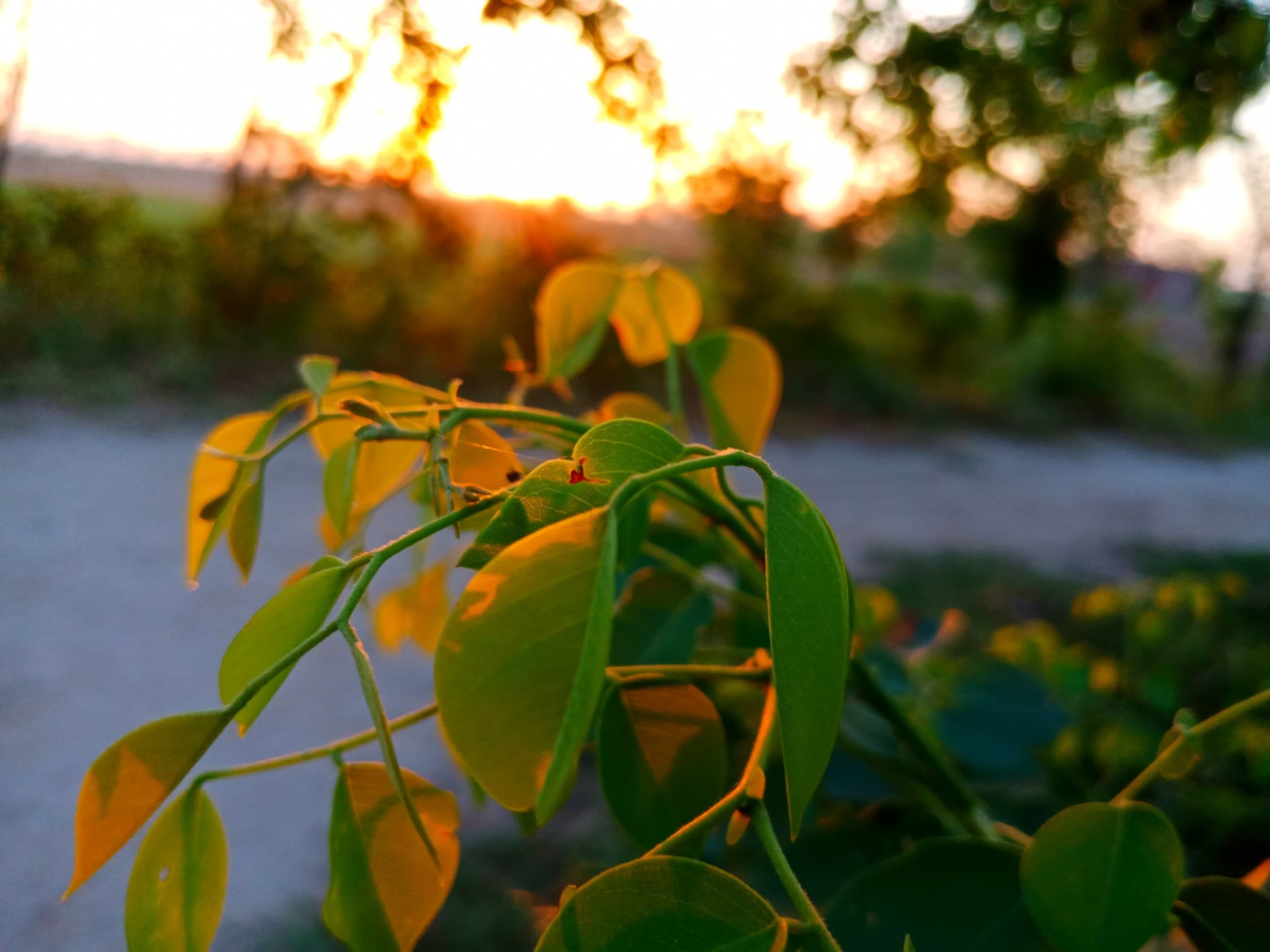 Leaves in Sunrise