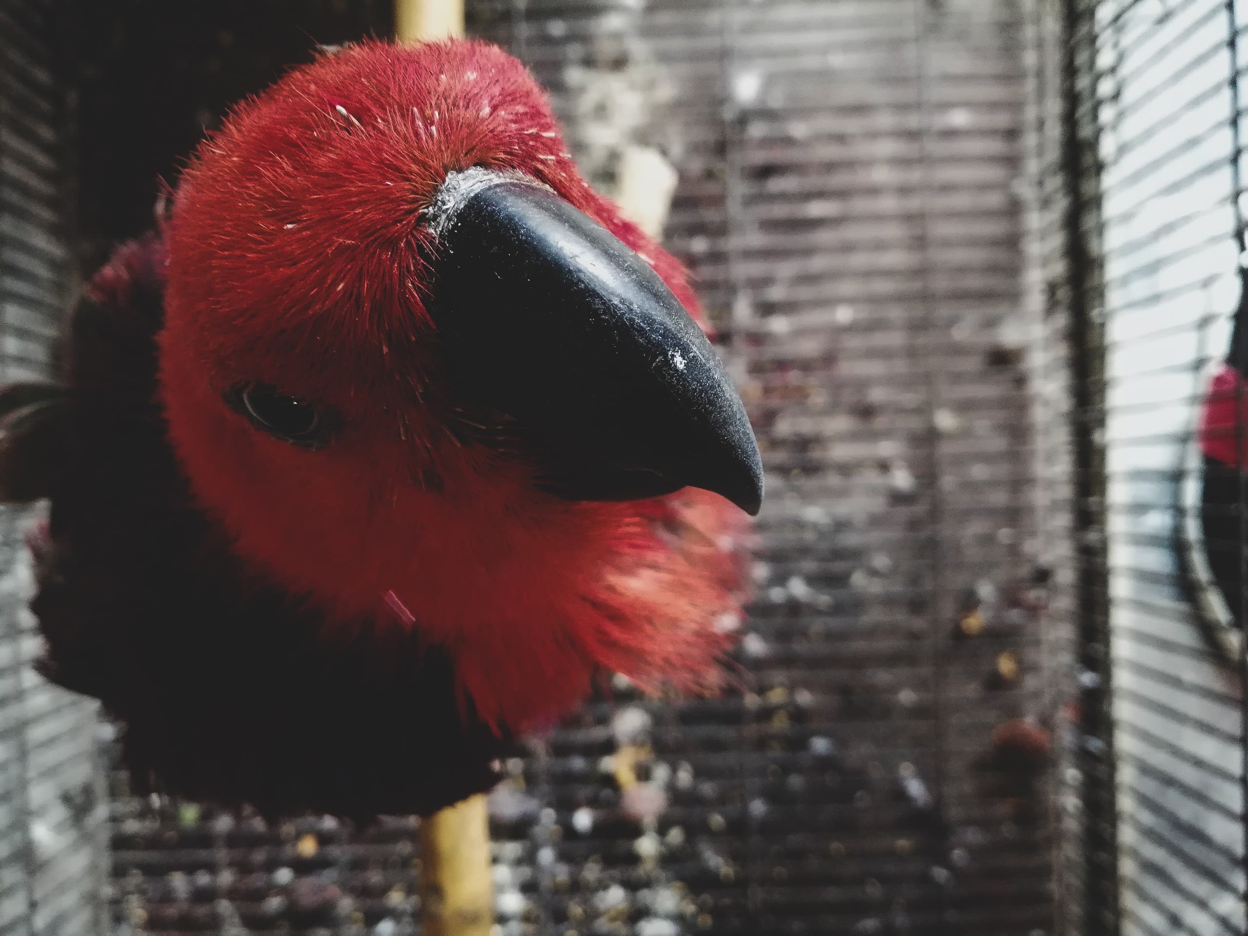 Parrot