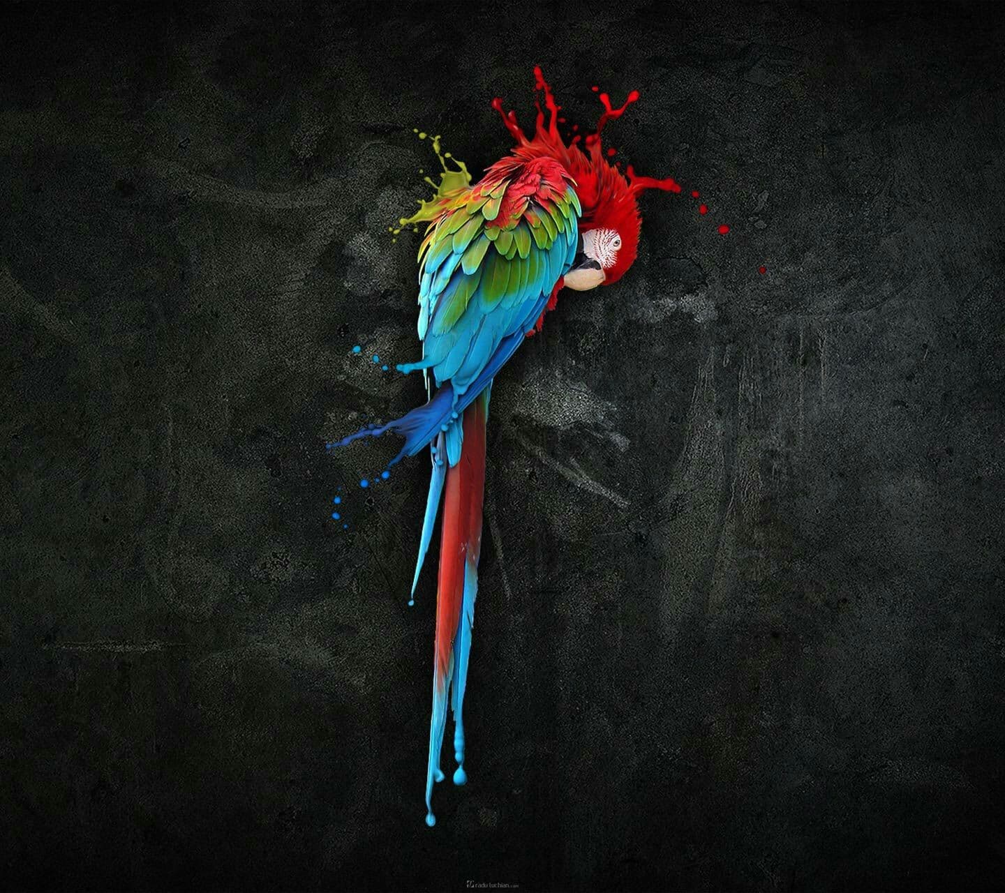 colourful parrot