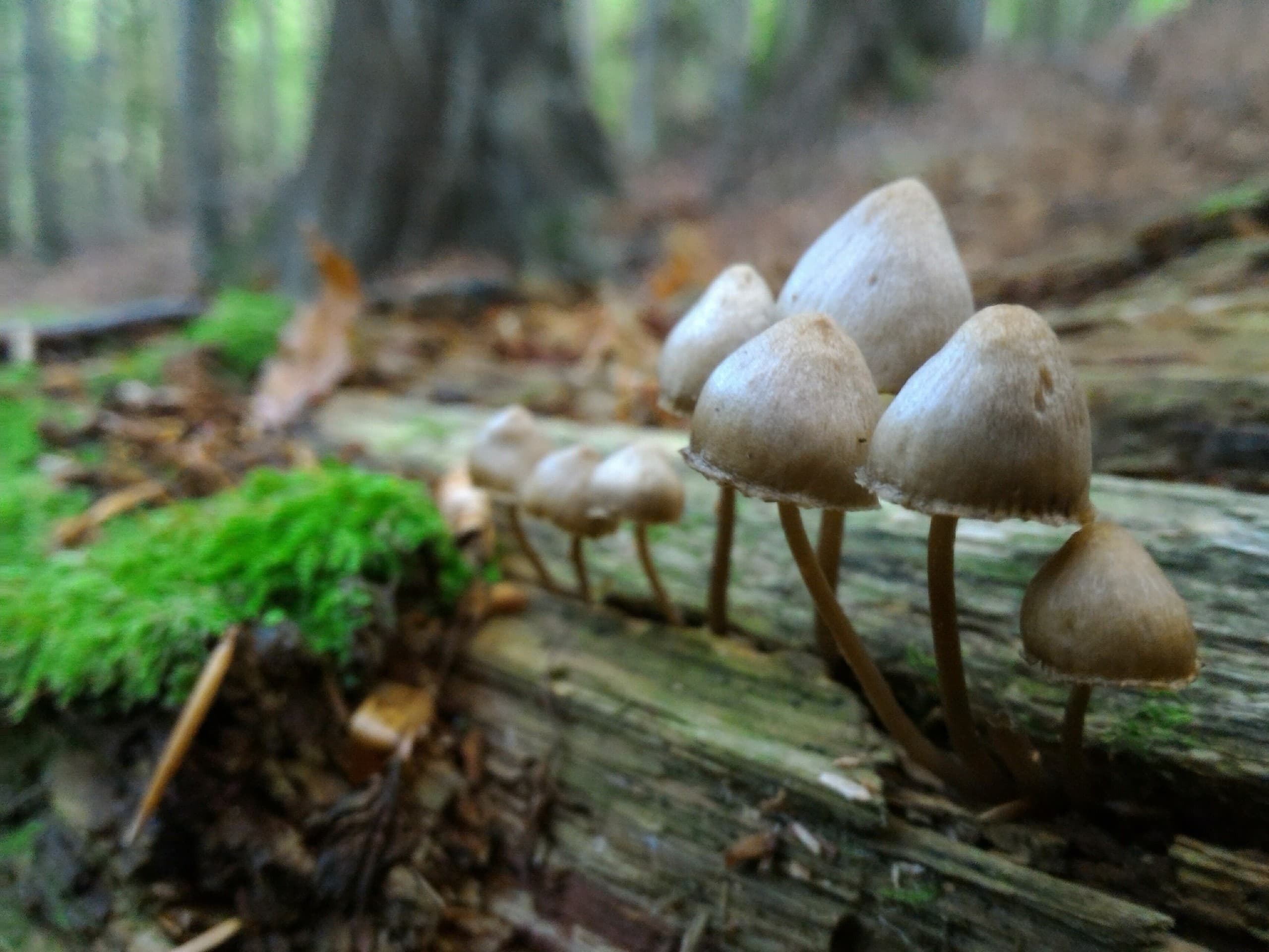 In the forest