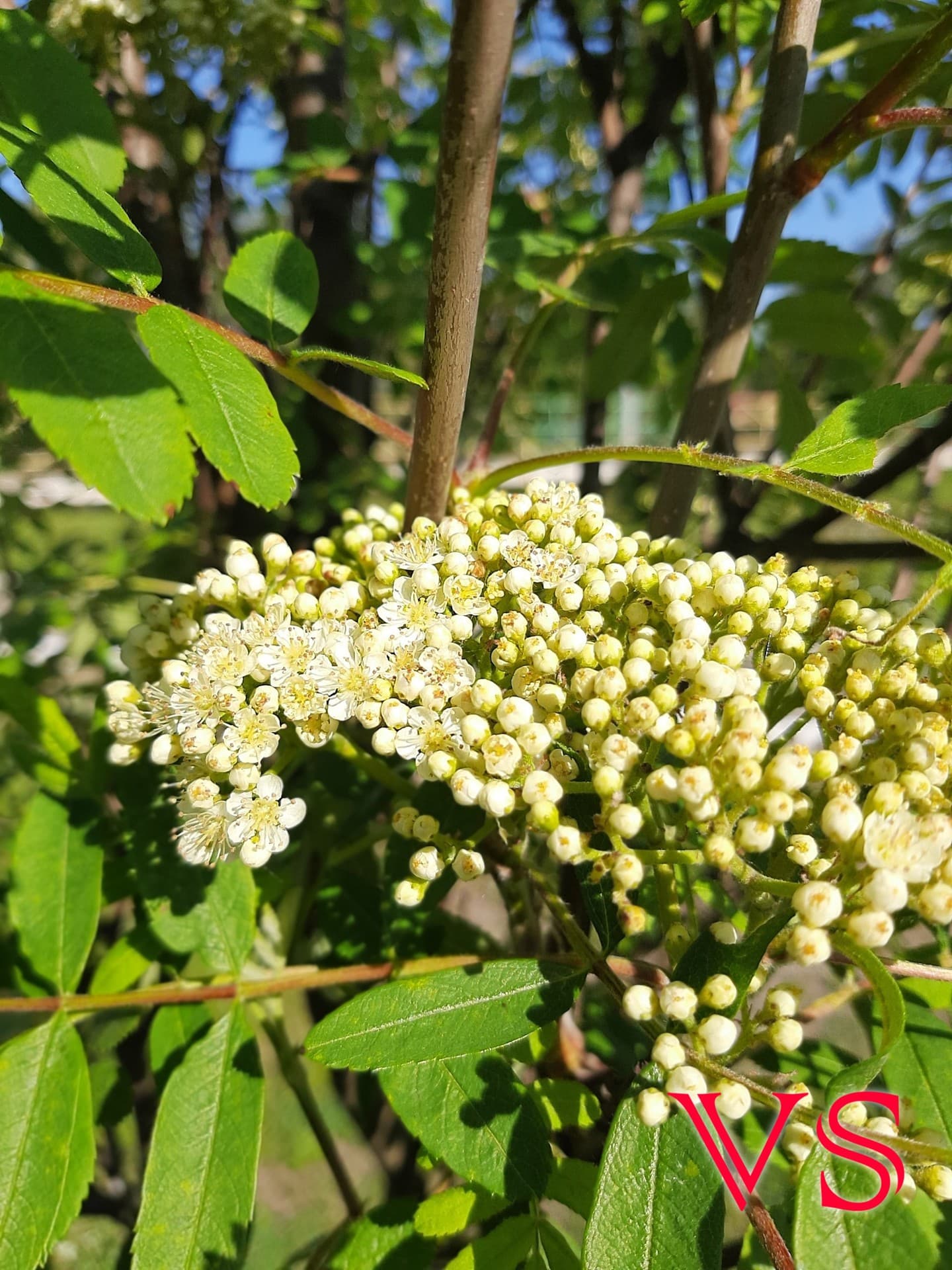 Rowan