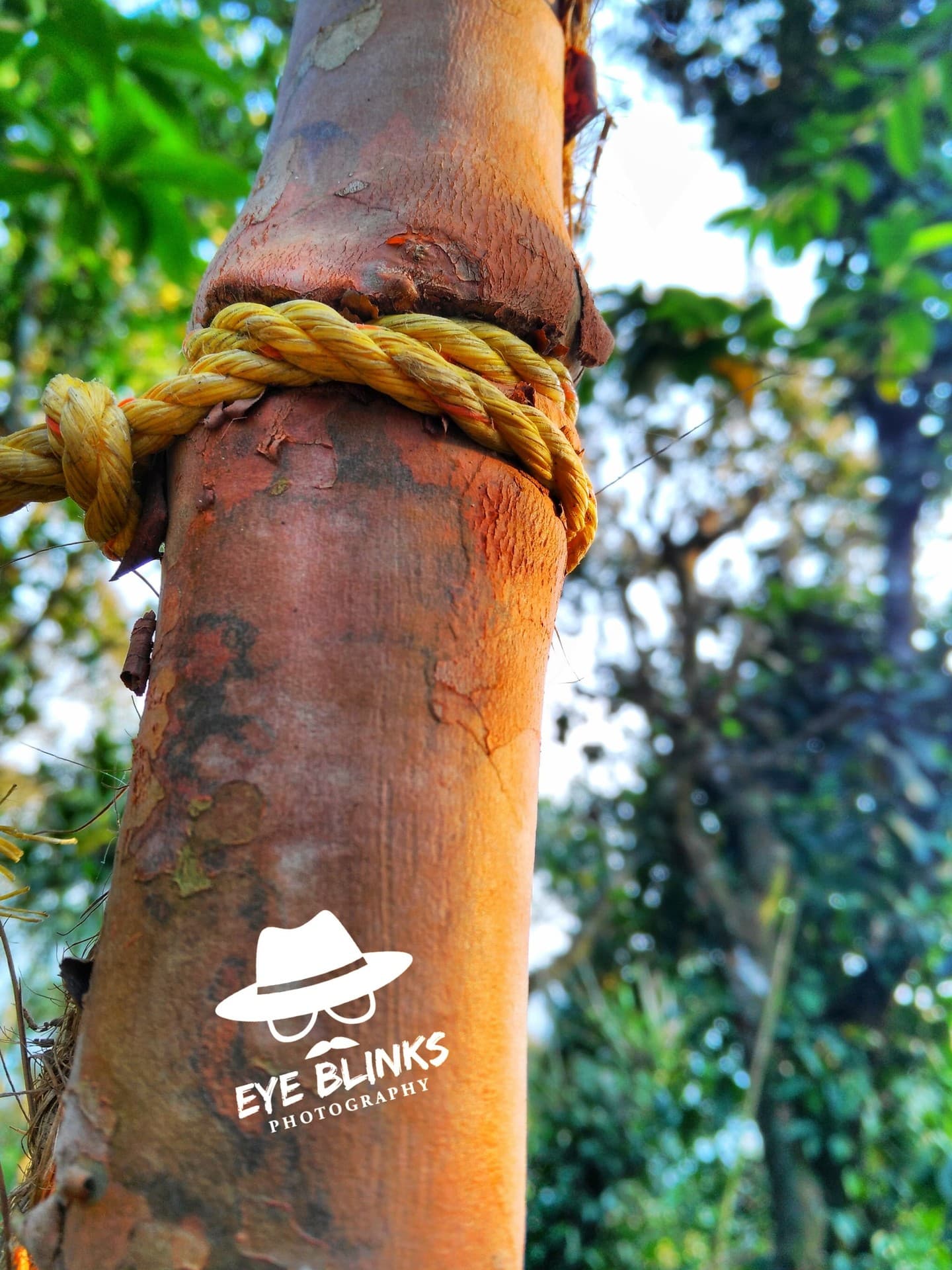 injured tree