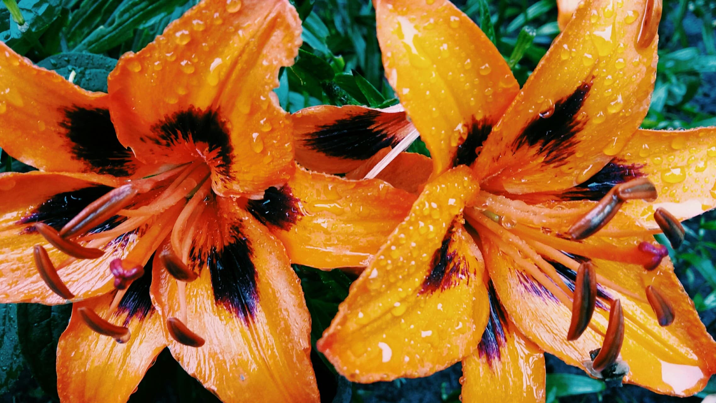 flowers