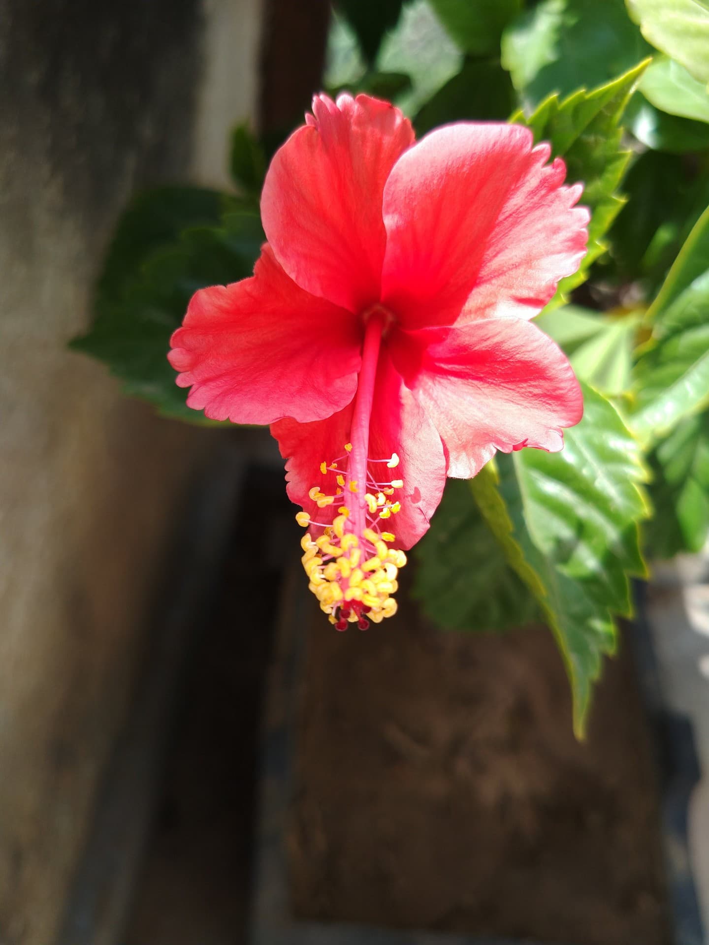 Hibiscus