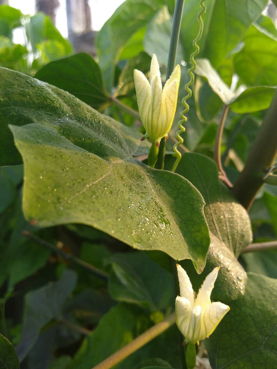 flower