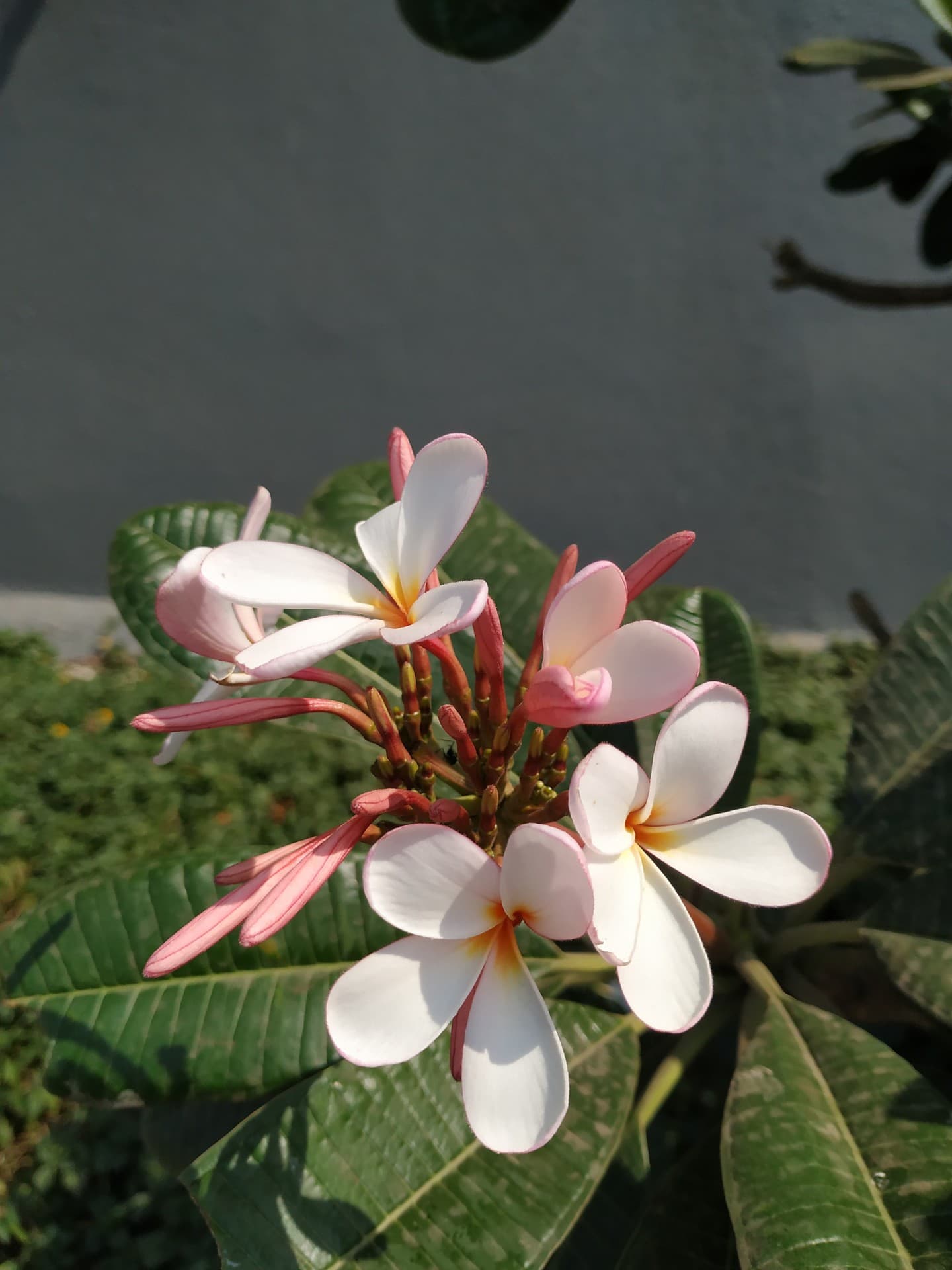 MI A2 Photography