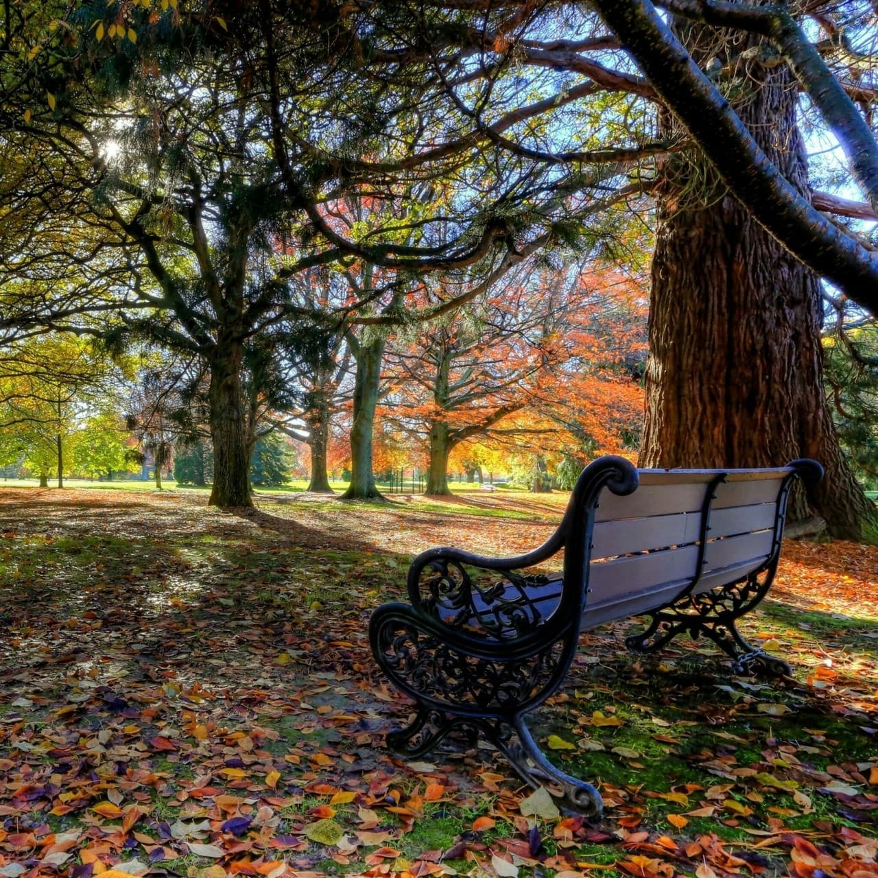 Autumn forest