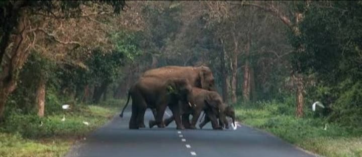 elephants Cross road