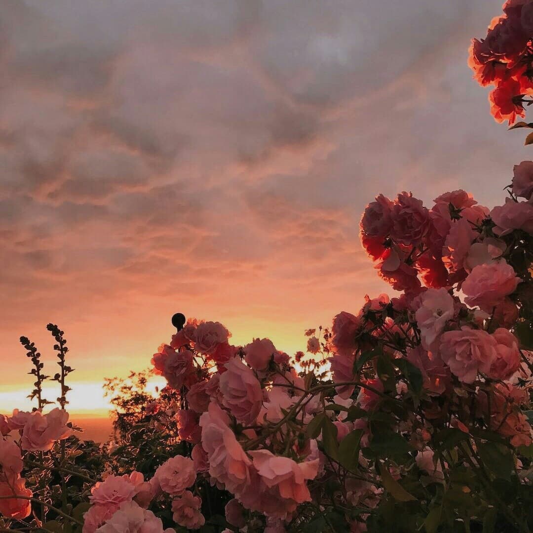 beautiful flowers 