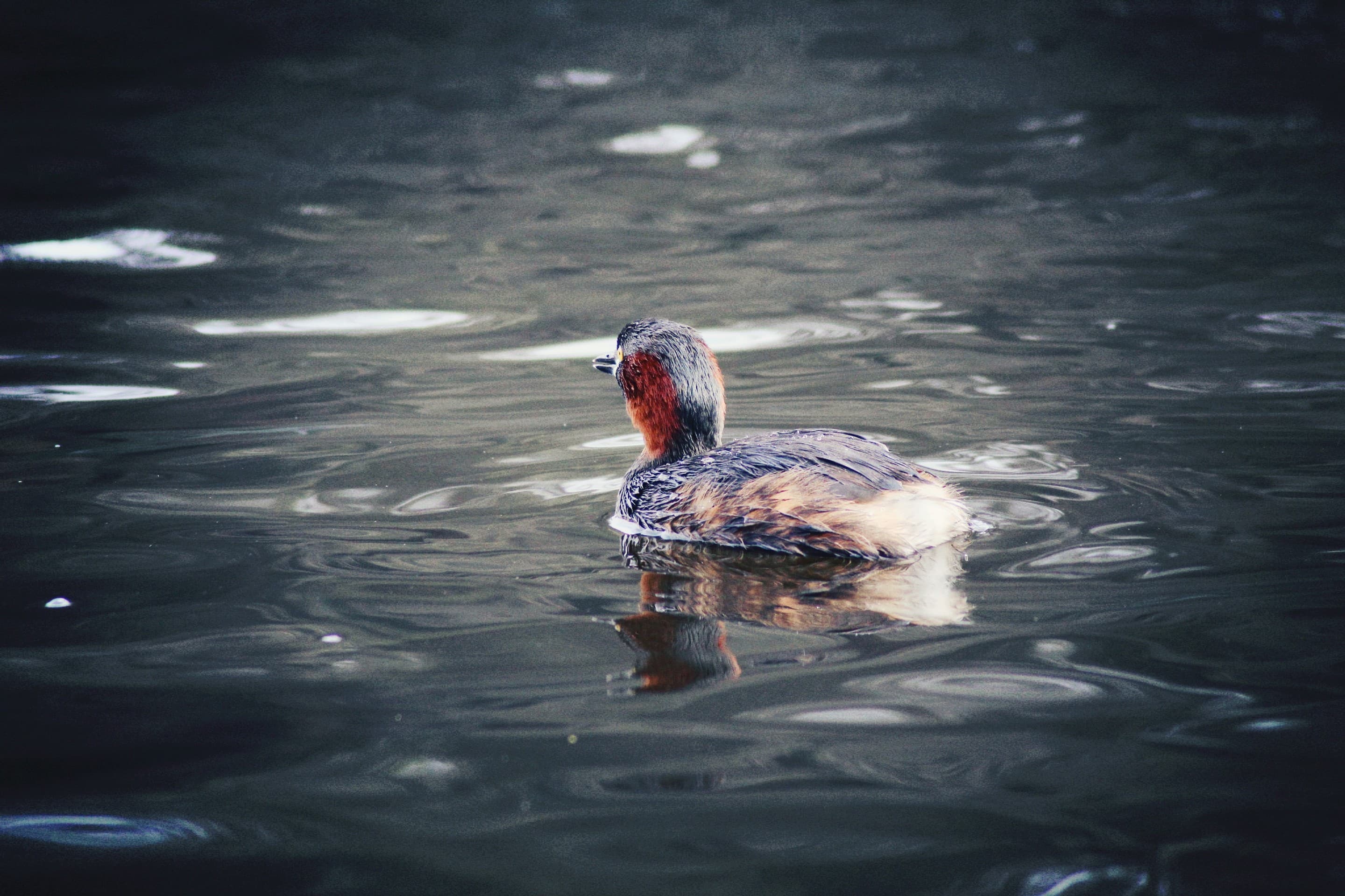 duckling chilling