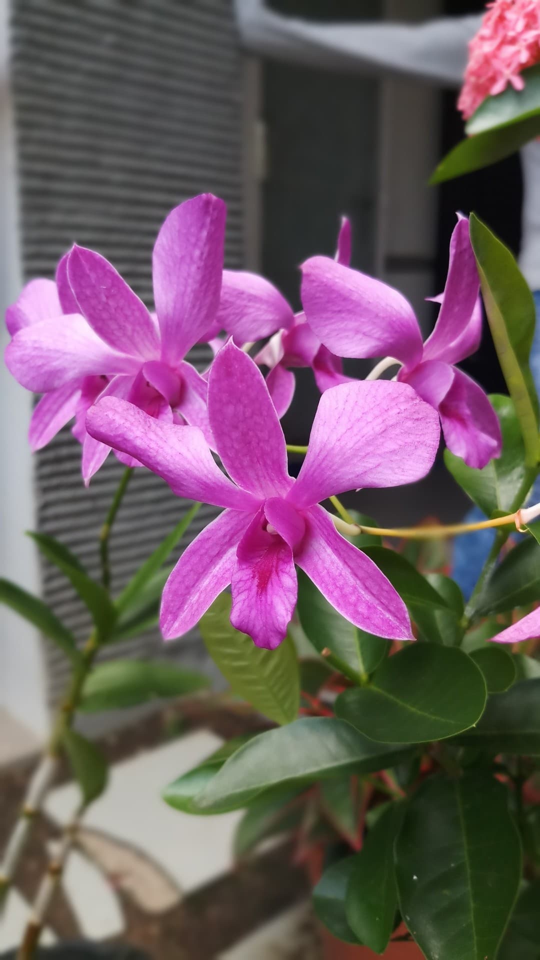Orchidaceae