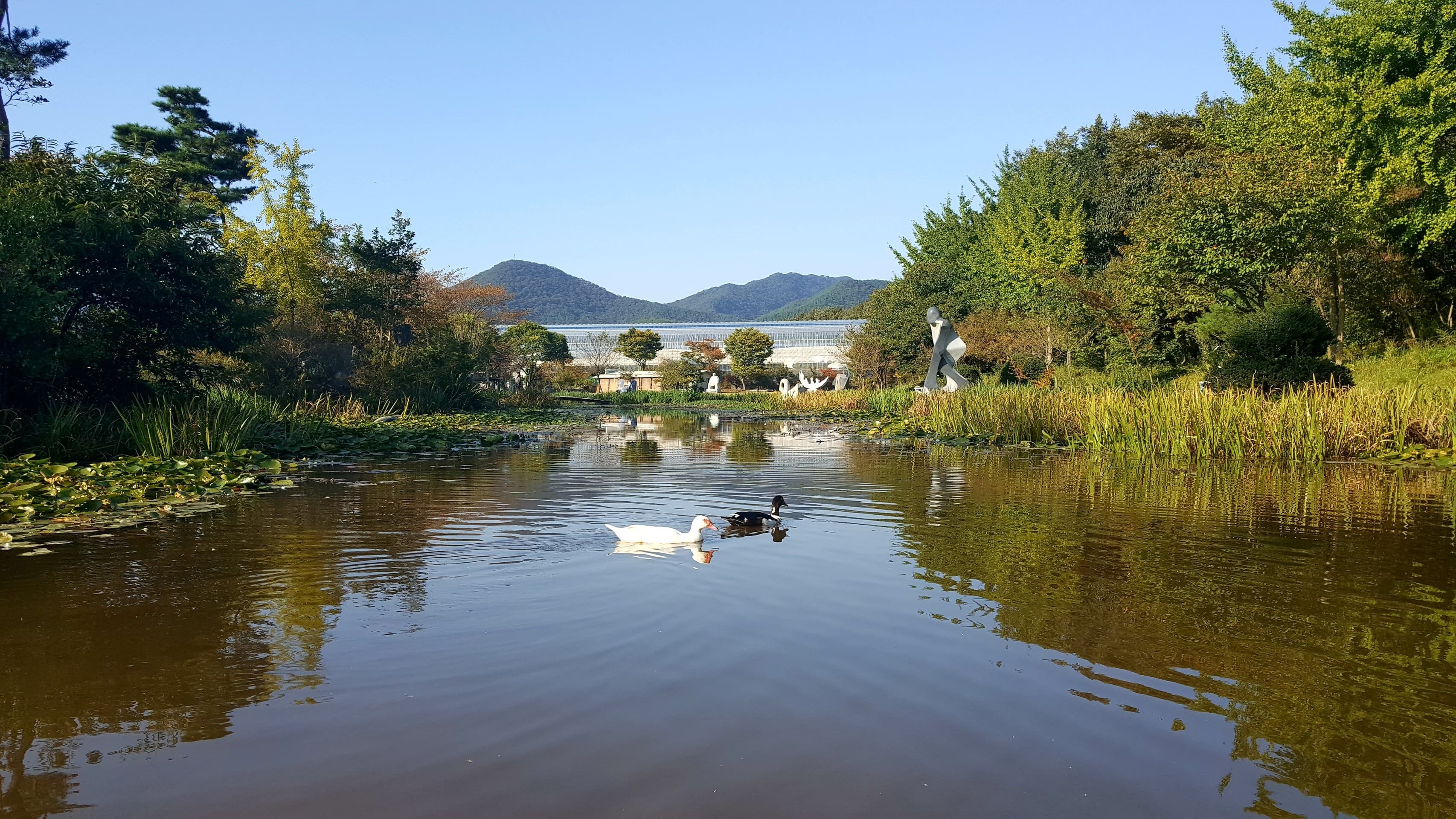 Ducks on the Pond