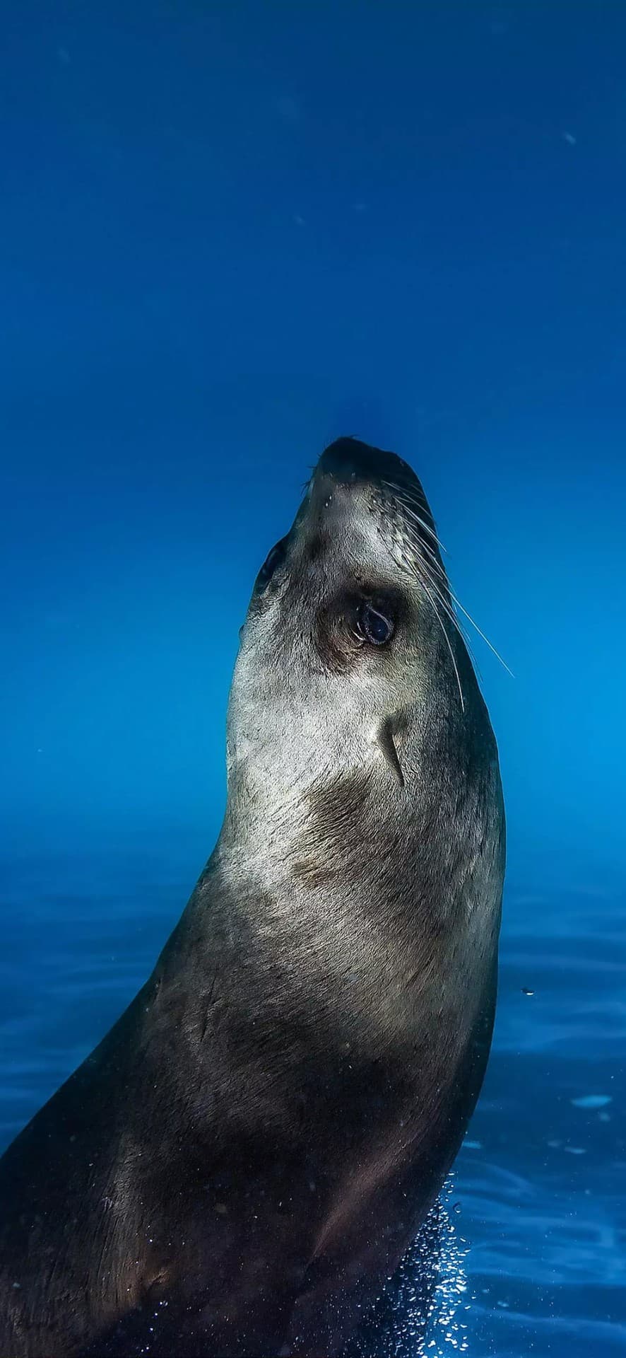 seal