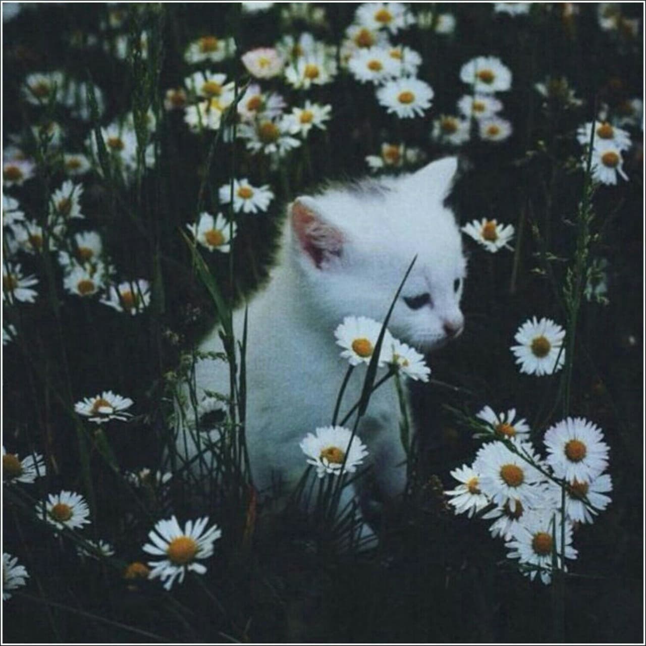 cute cat