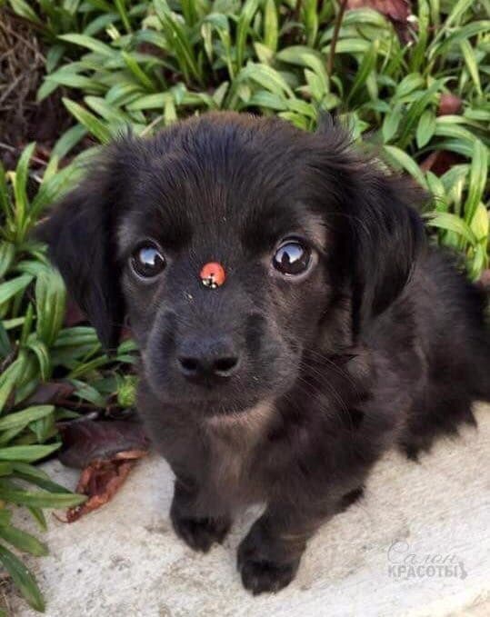 собачка (: