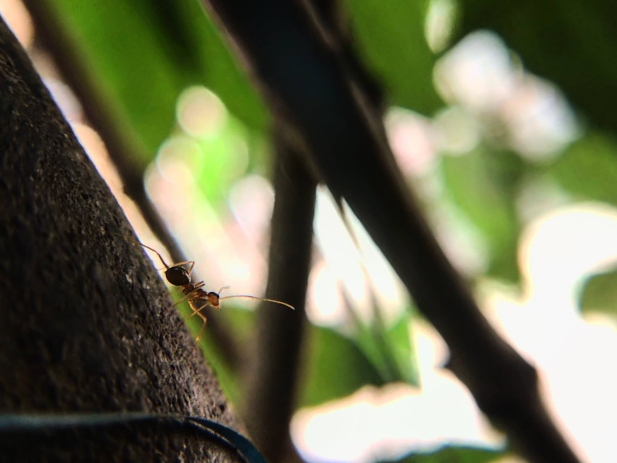 Ant