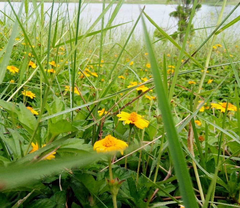 Flora