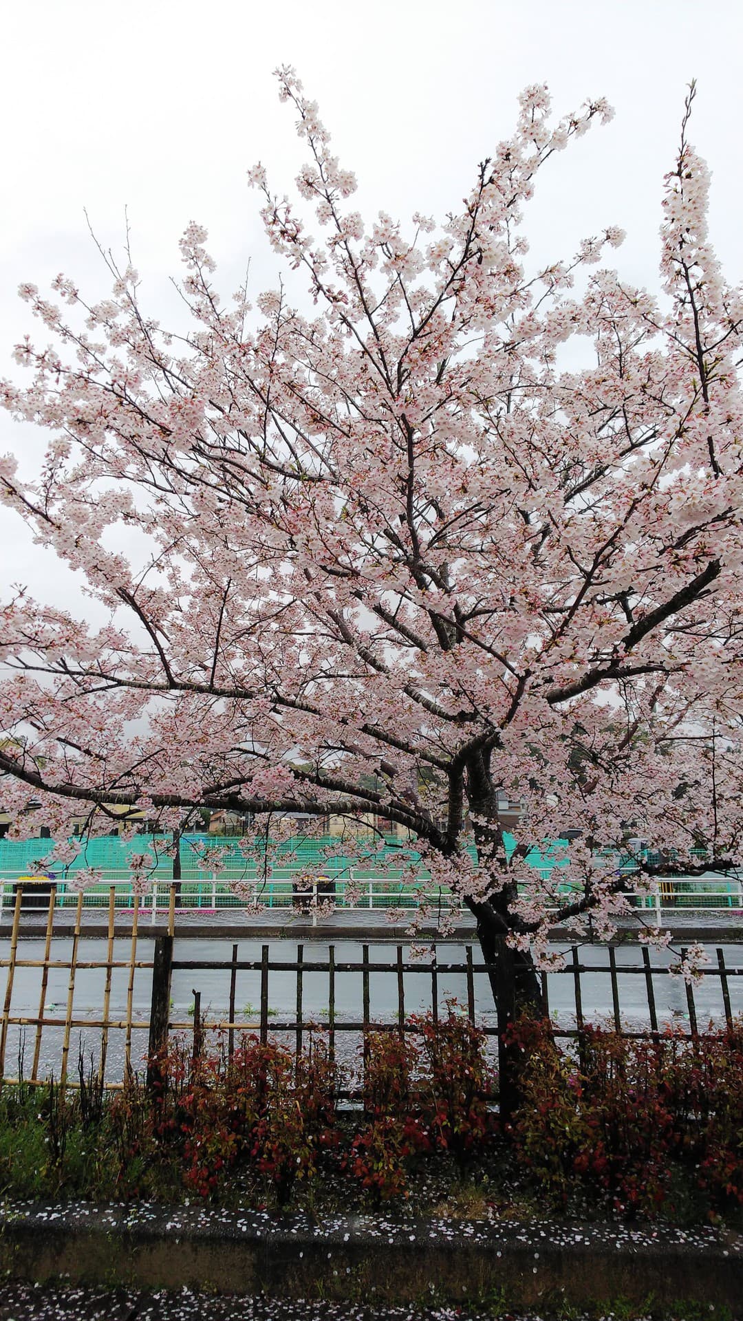 雨桜