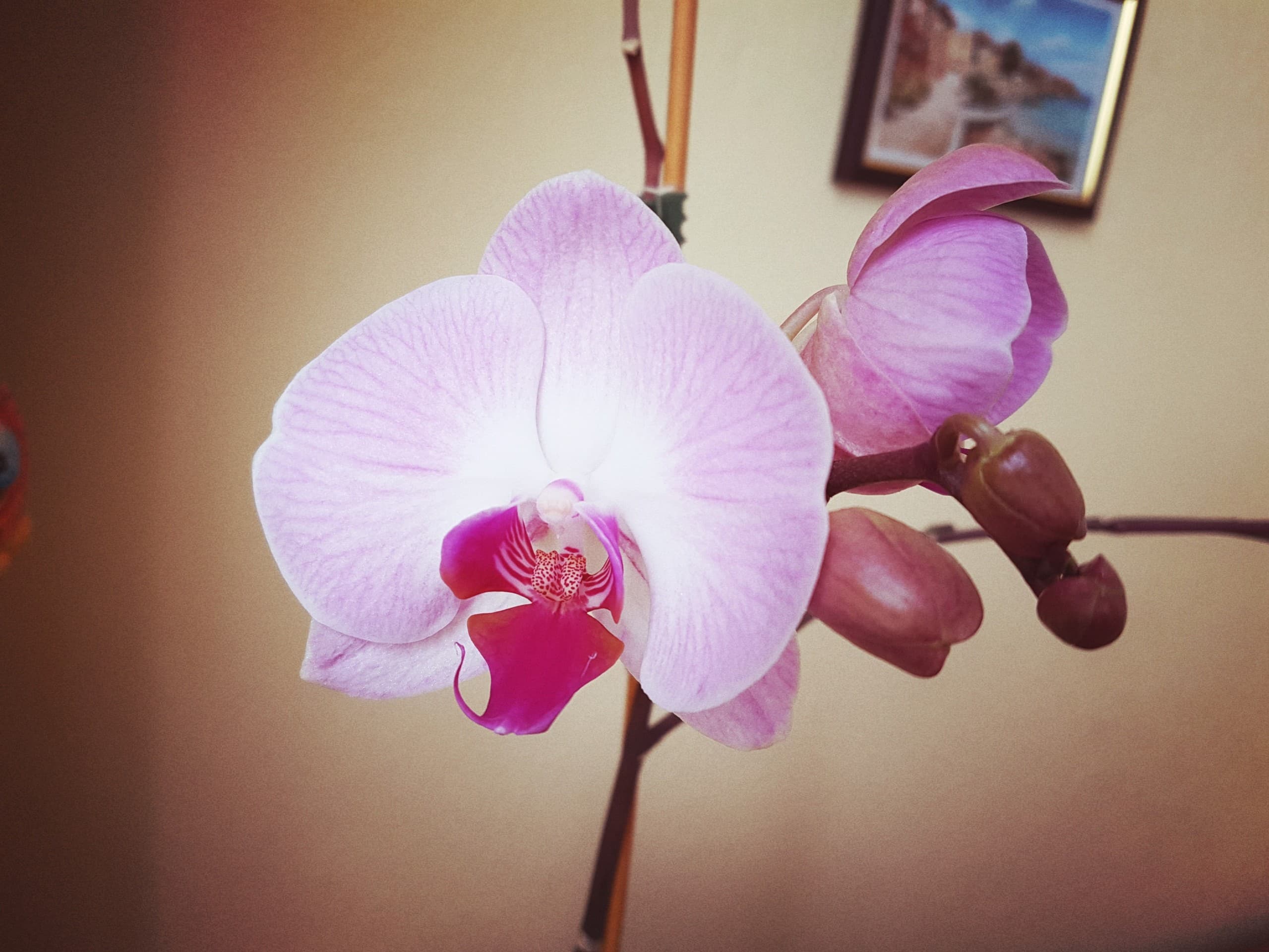 Orchid