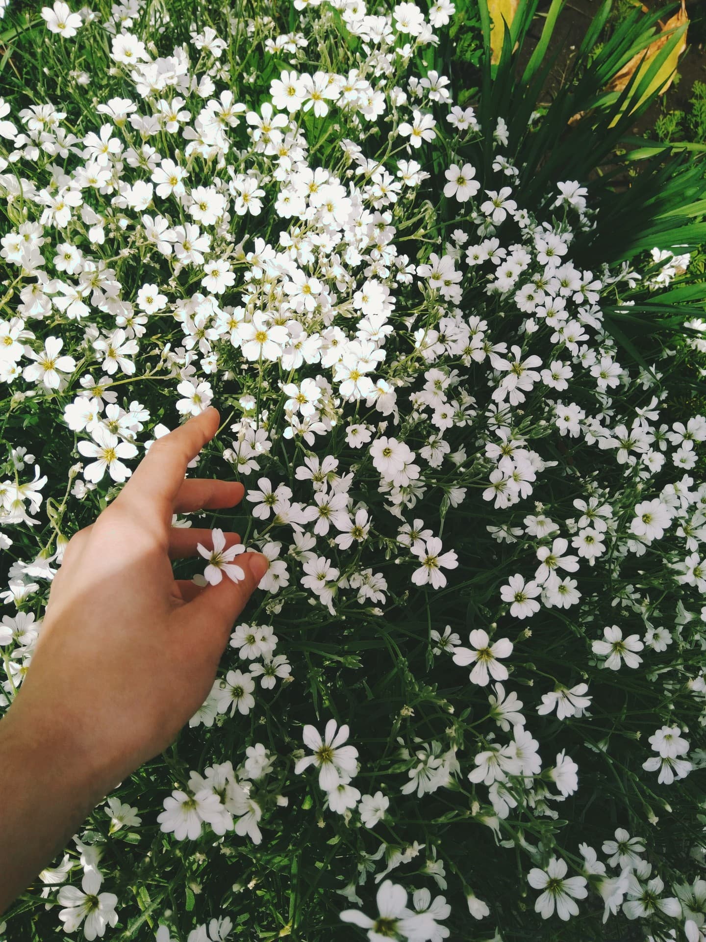 delicate flowers