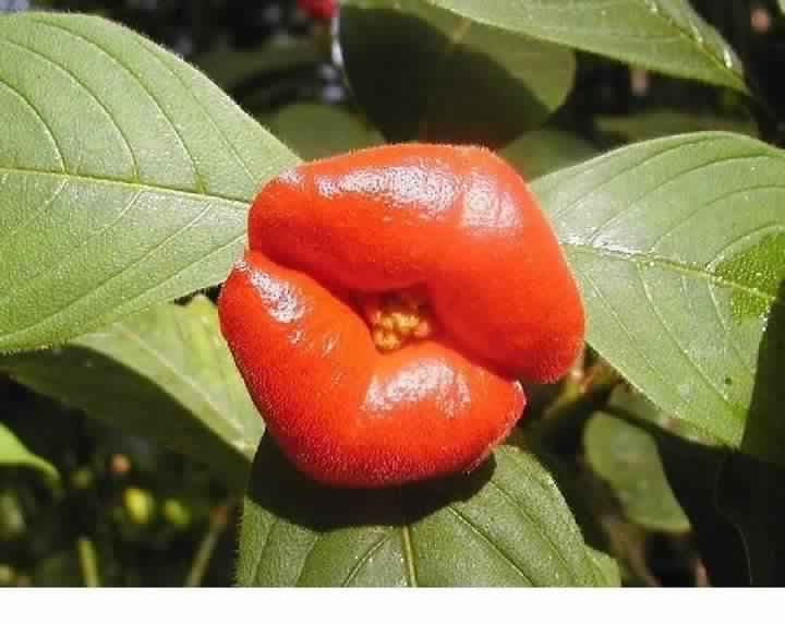 flower kiss