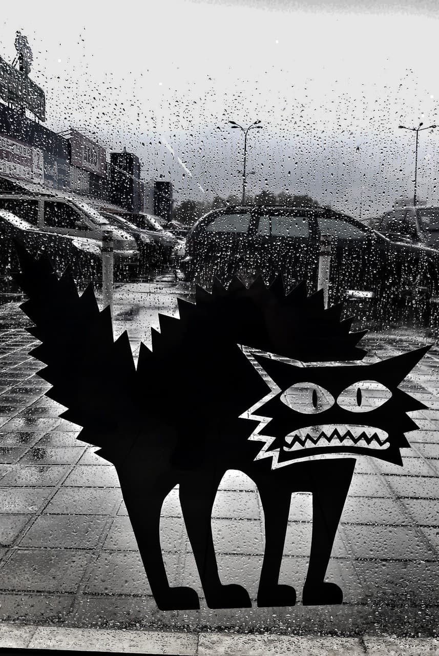 cat