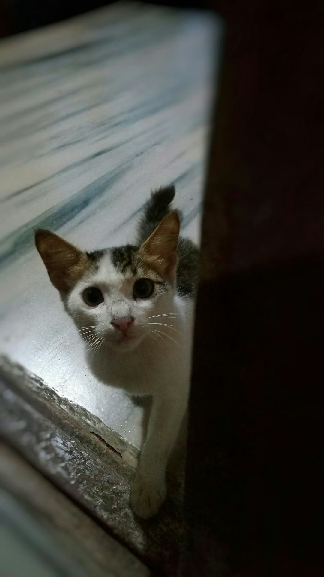 kitty