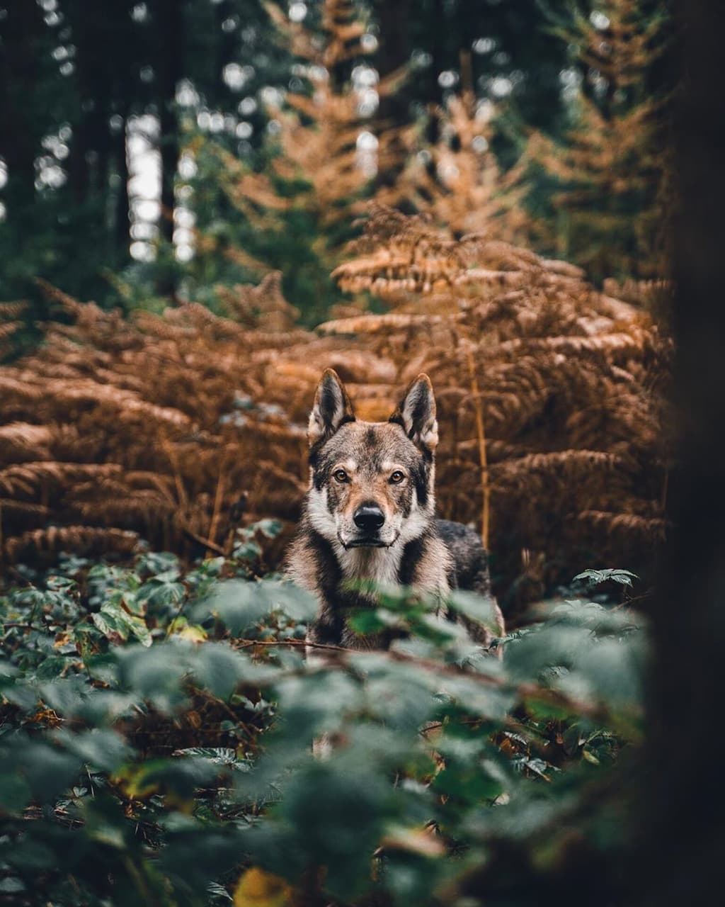 ЖИВОТНЫЕ