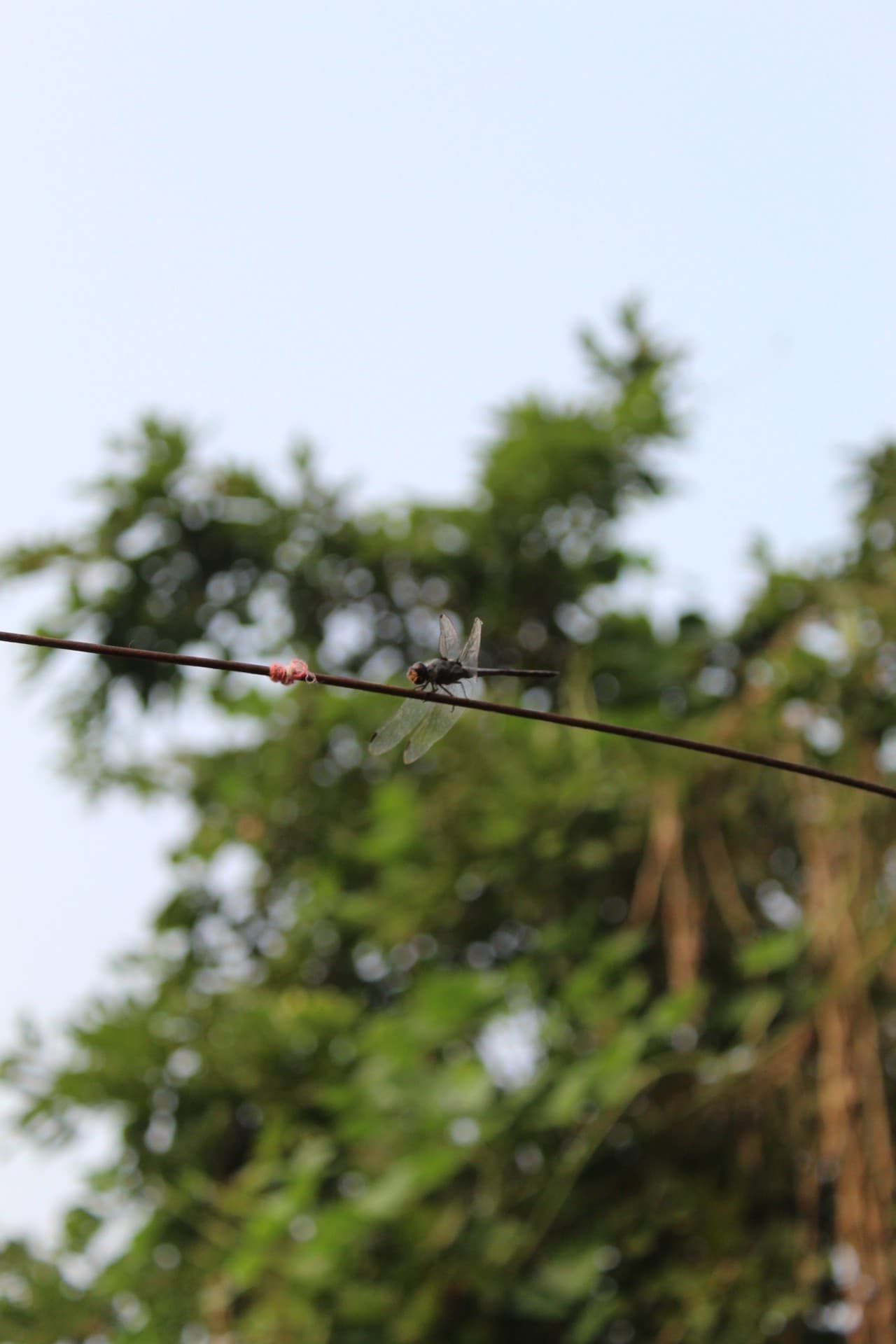 try to capture insects