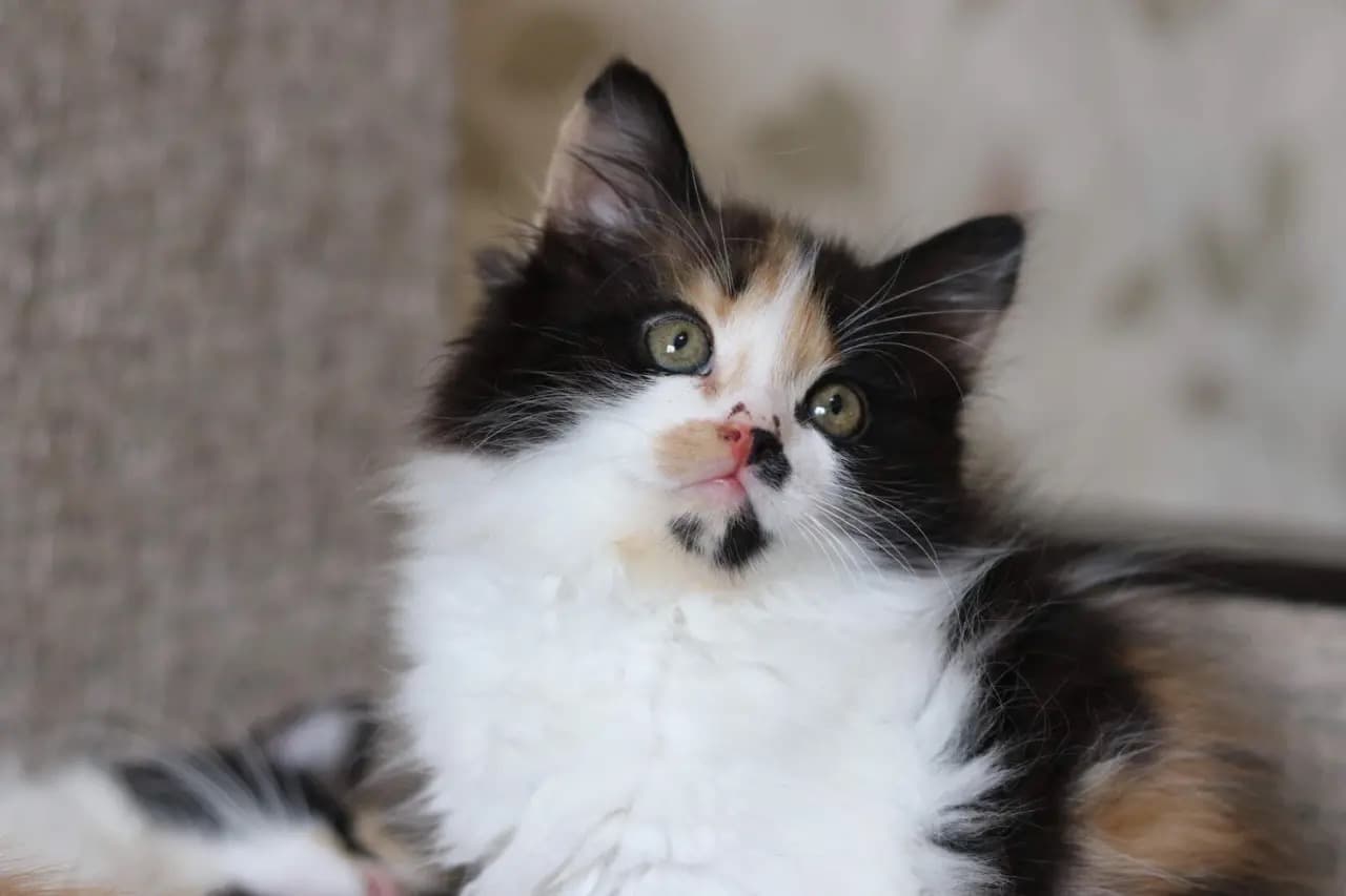 котёнок